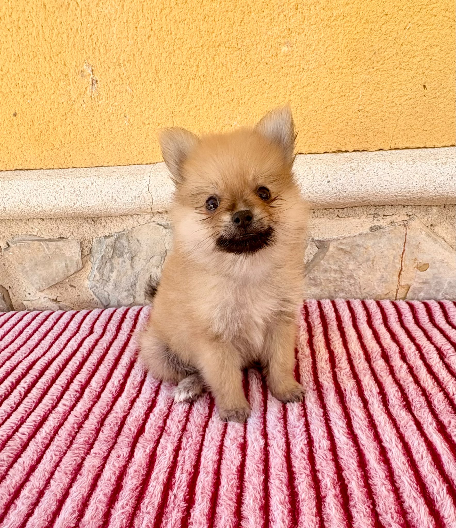 Cachorro de Pomerania toy hembra 4
