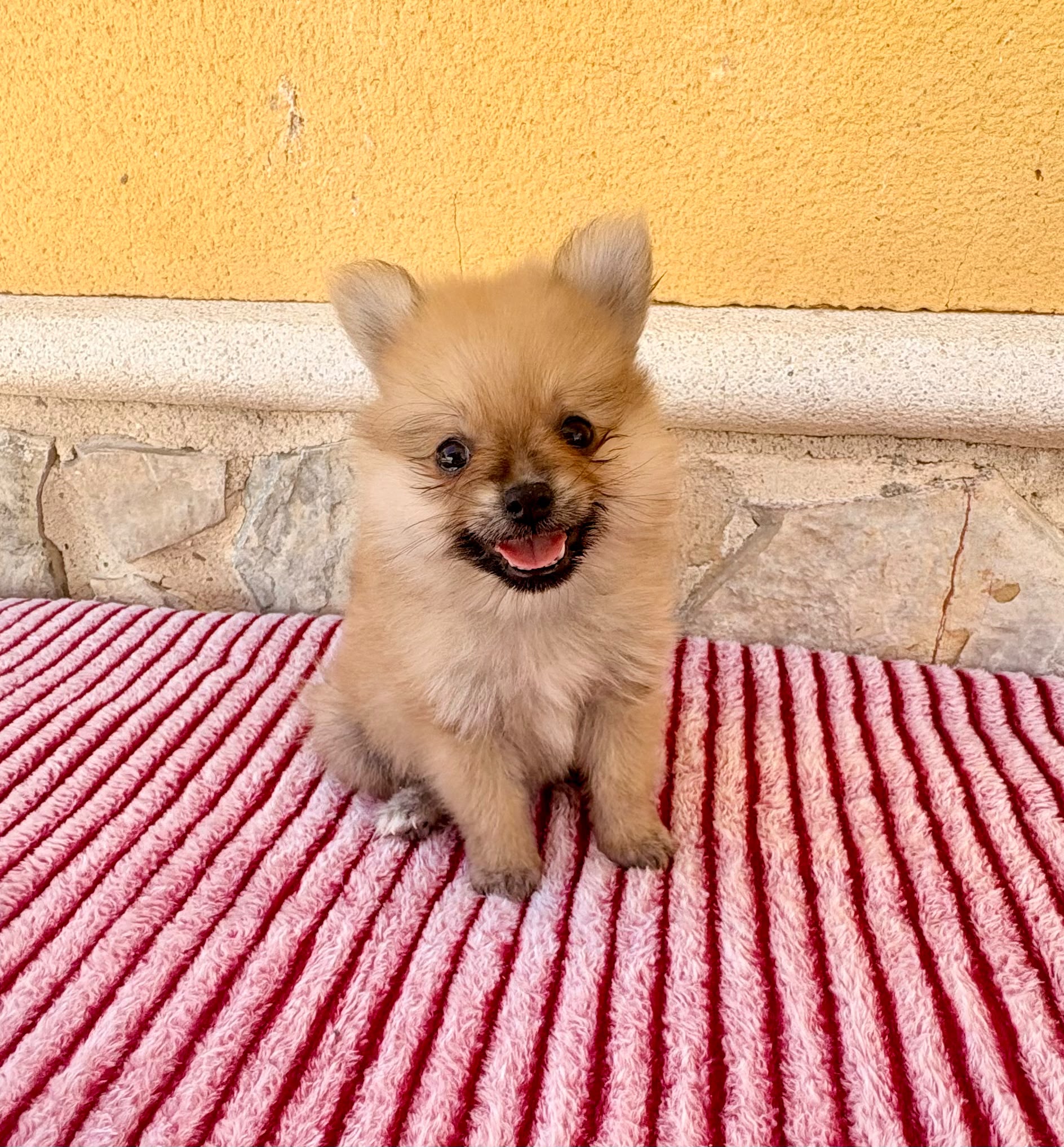 Cachorro de Pomerania toy hembra 5