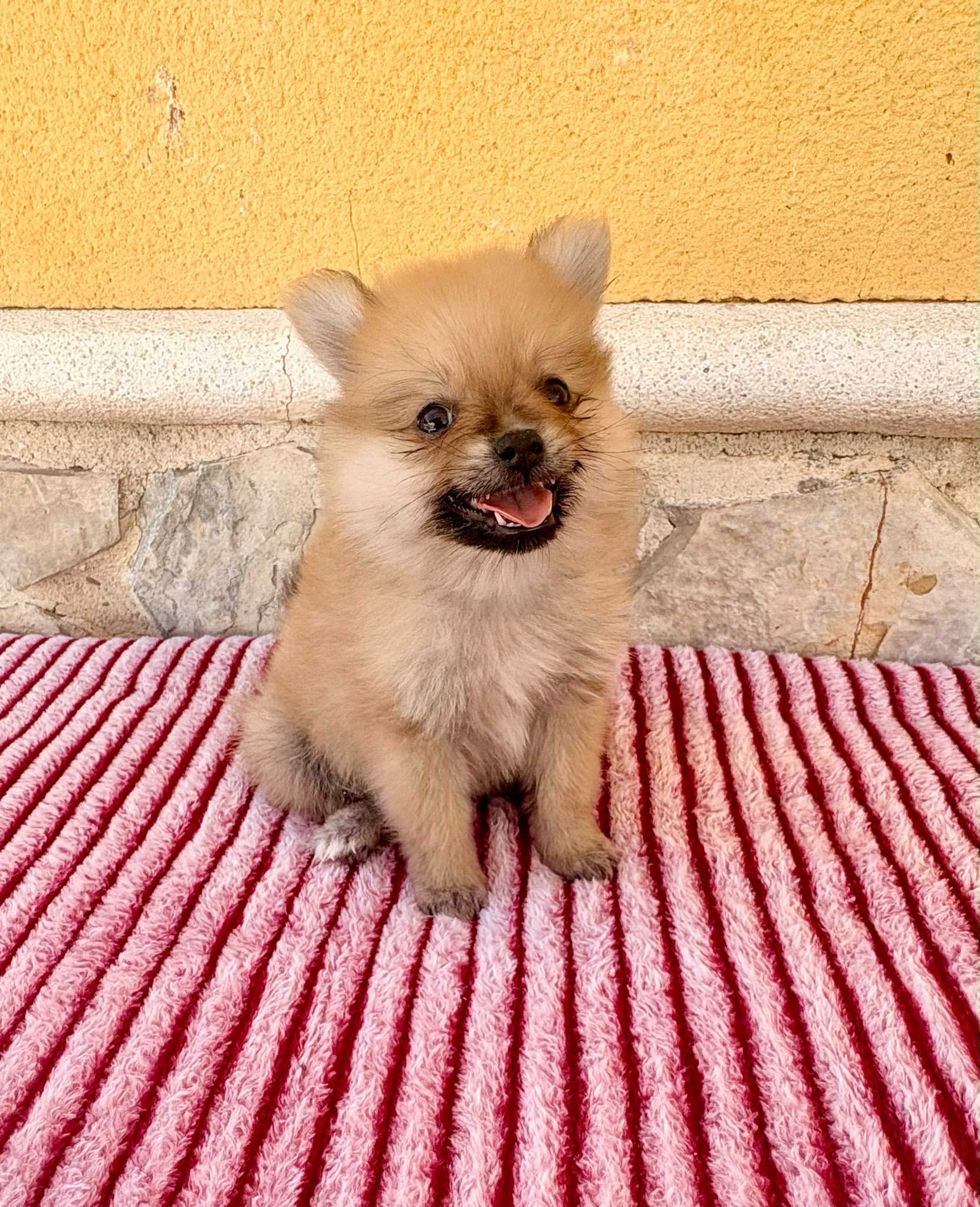 Cachorro de Pomerania toy hembra 6