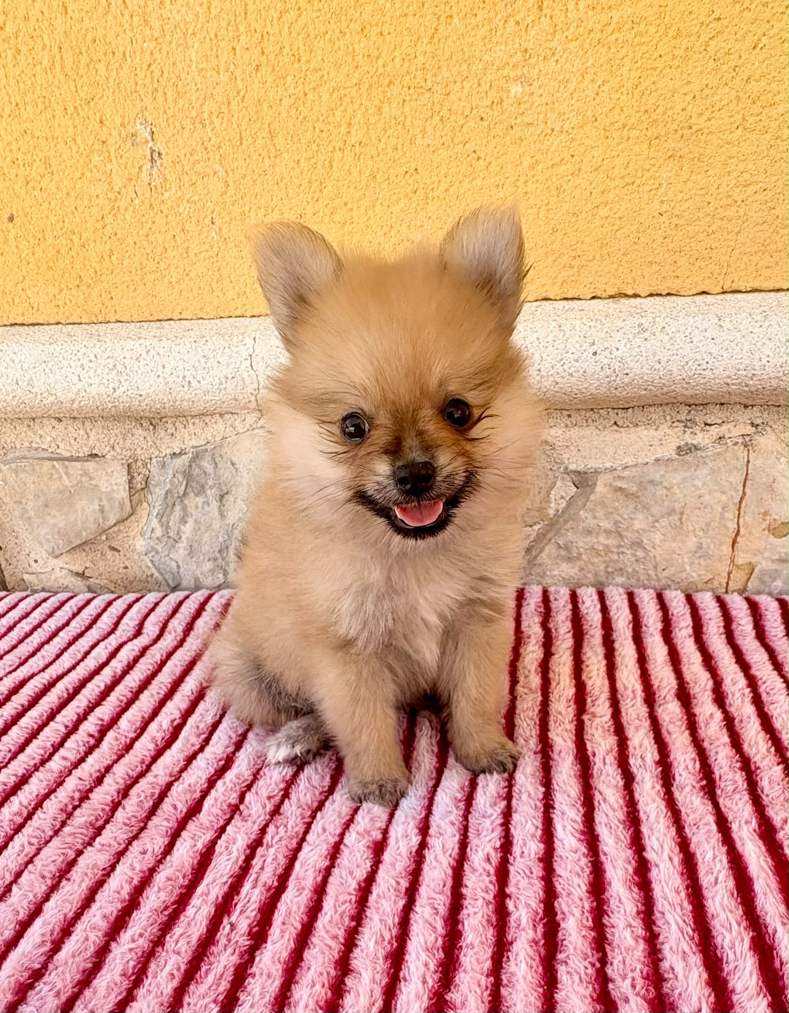 Cachorro de Pomerania toy hembra 7