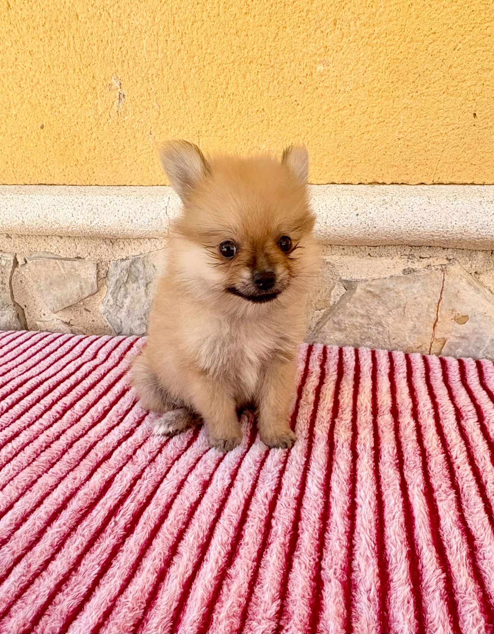 Cachorro de Pomerania toy hembra 8
