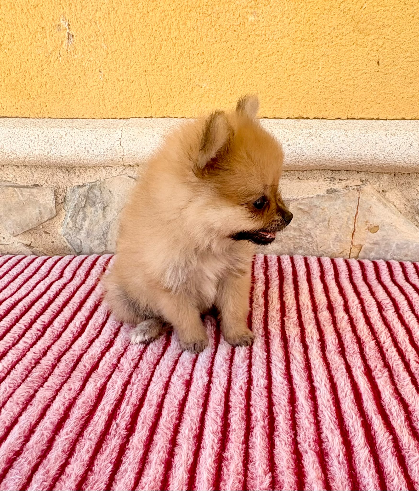 Cachorro de Pomerania toy hembra 9