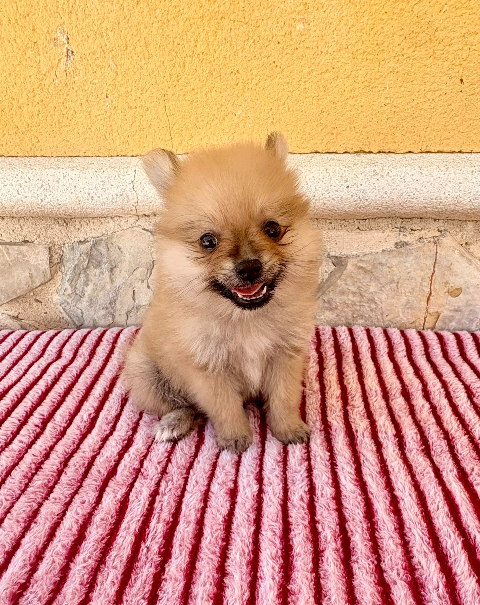 Cachorro de Pomerania toy hembra 10