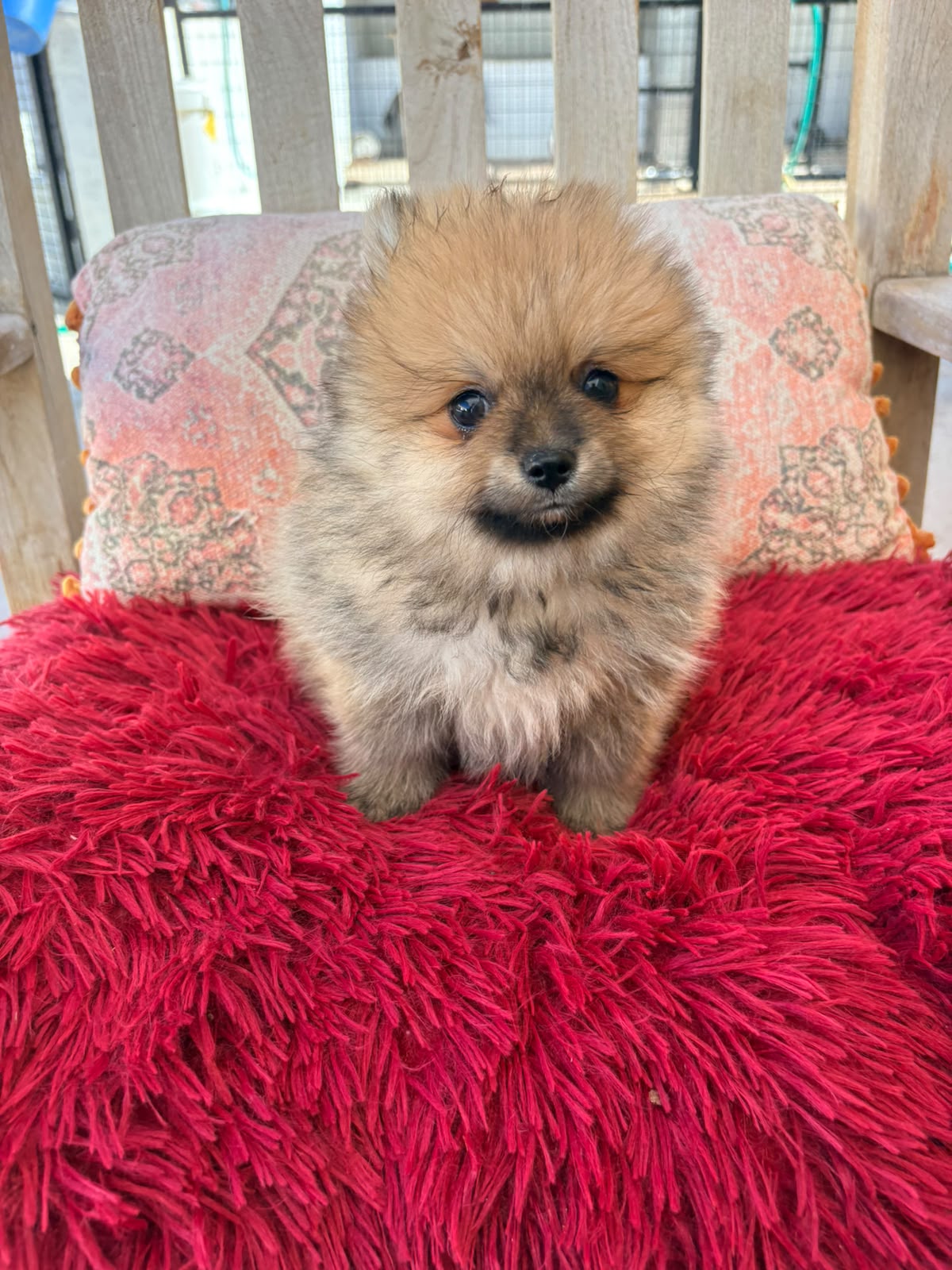 Cachorro macho de lulu Pomerania toy