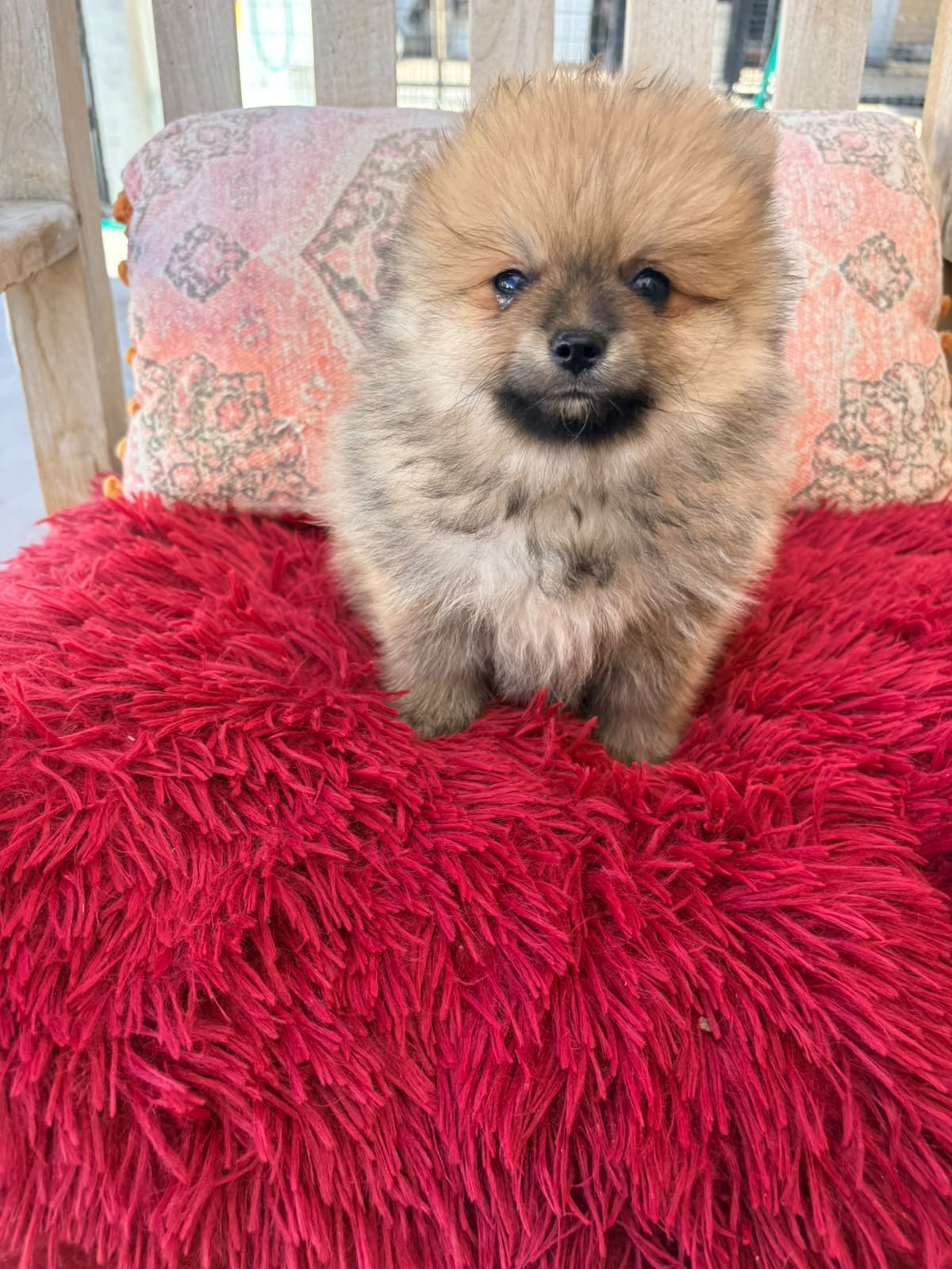 Cachorro macho de lulu Pomerania toy 2
