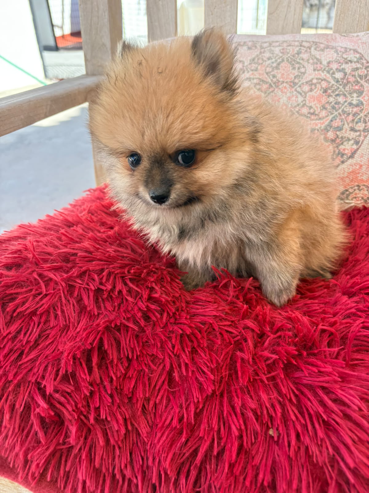 Cachorro macho de lulu Pomerania toy 3