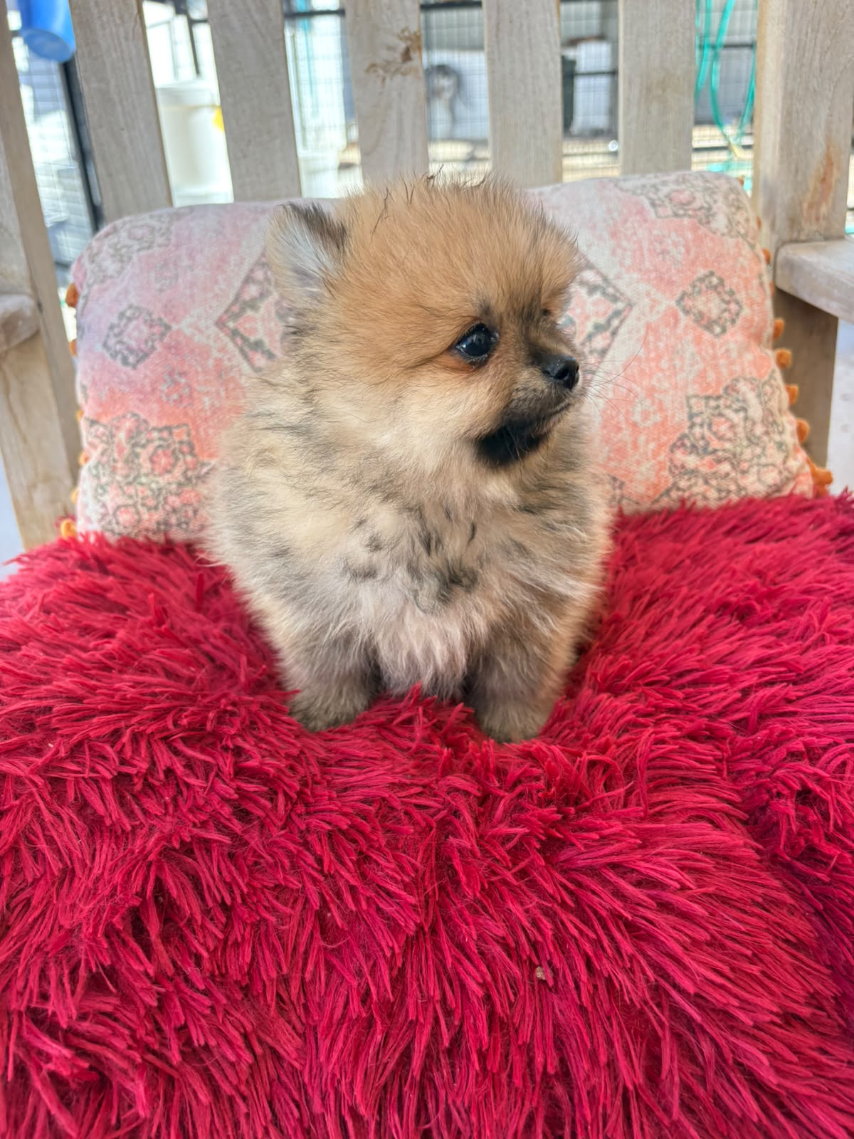 Cachorro macho de lulu Pomerania toy 5