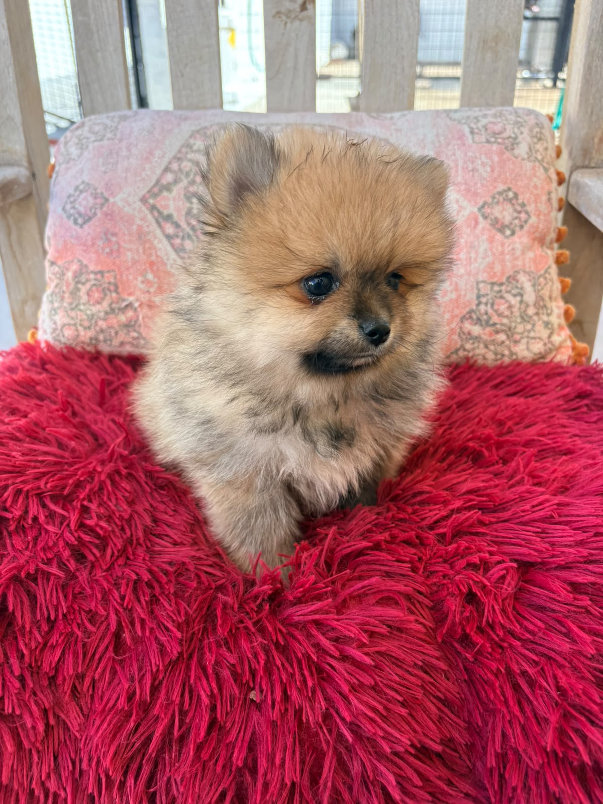 Cachorro macho de lulu Pomerania toy 6