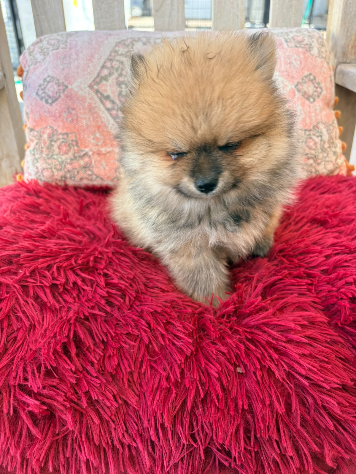 Cachorro macho de lulu Pomerania toy 7