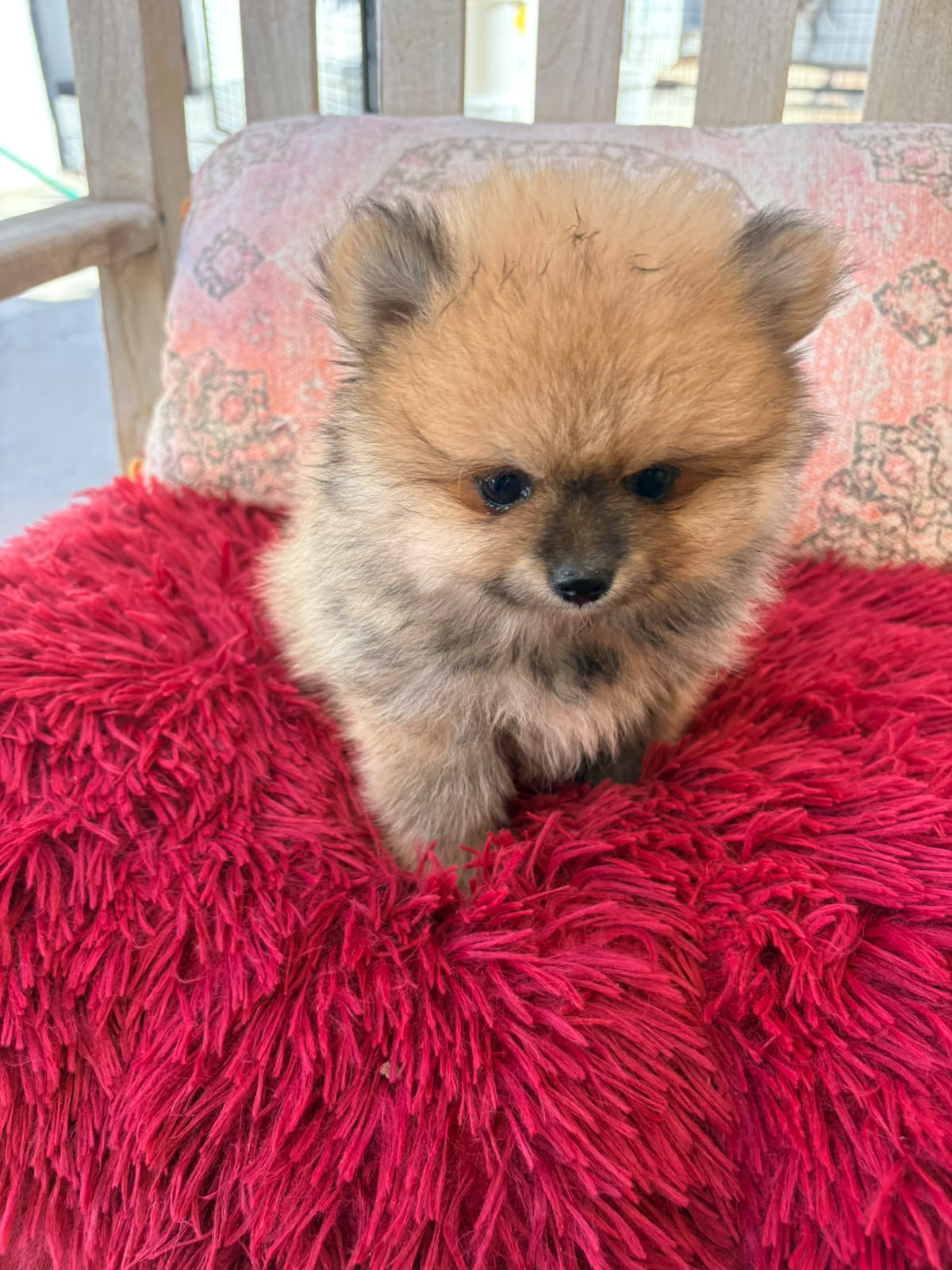 Cachorro macho de lulu Pomerania toy 8
