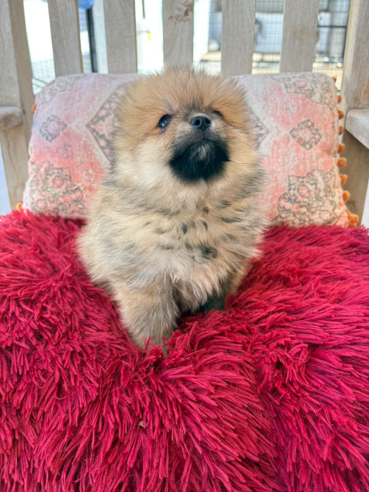 Cachorro macho de lulu Pomerania toy 9