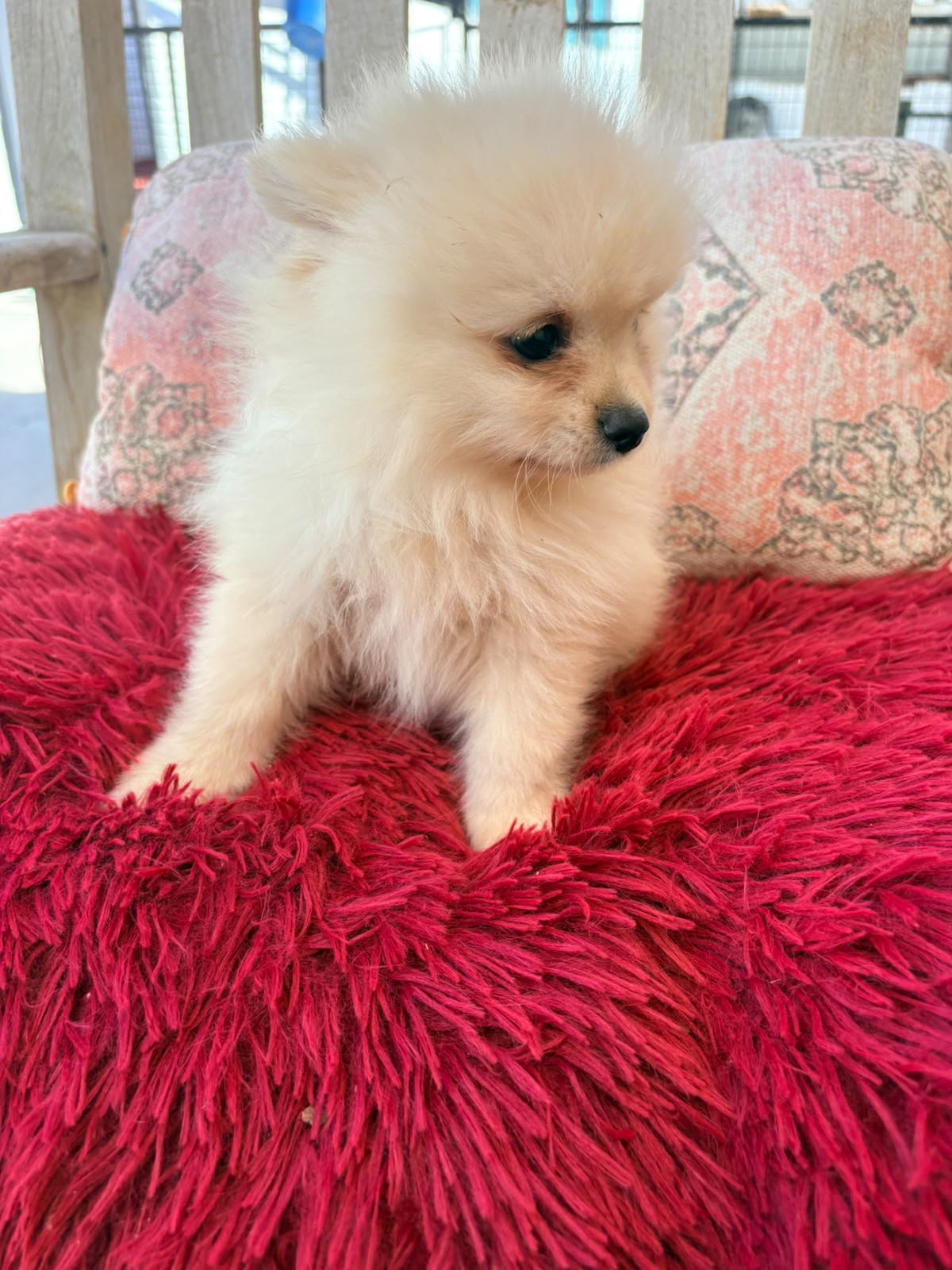 cachorro de Pomerania toy macho