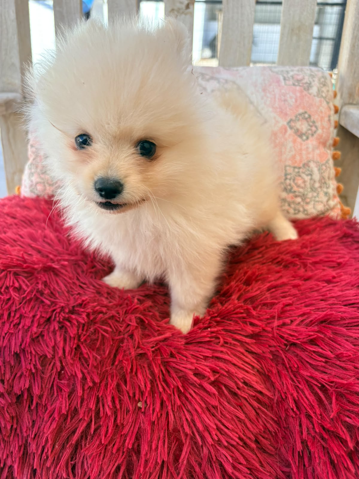 cachorro de Pomerania toy macho 2