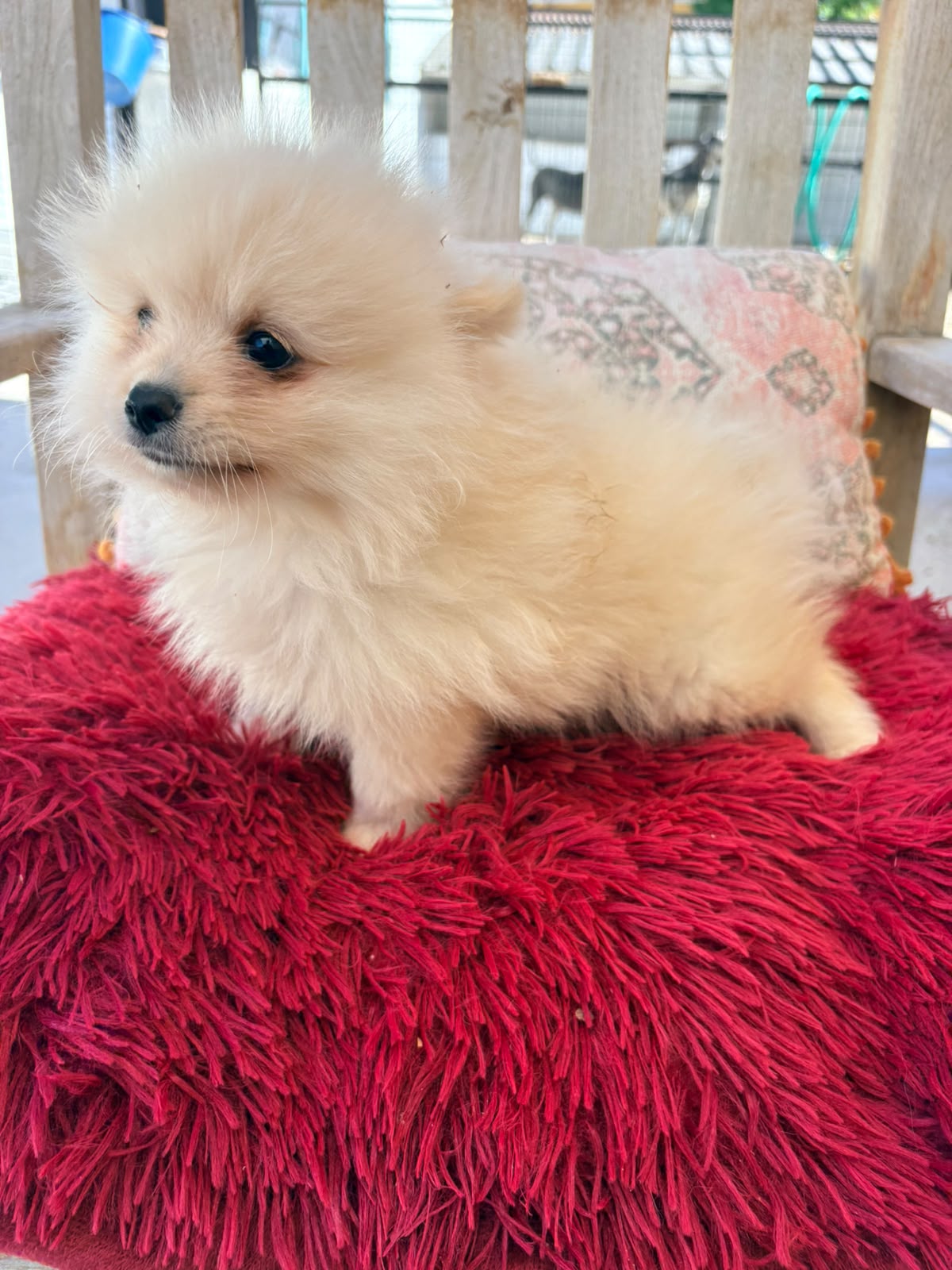 cachorro de Pomerania toy macho 3