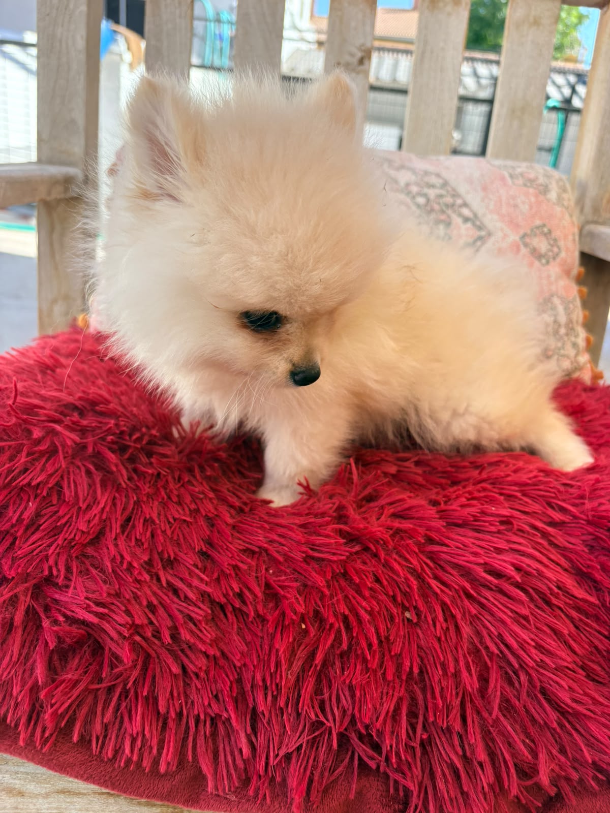cachorro de Pomerania toy macho 4