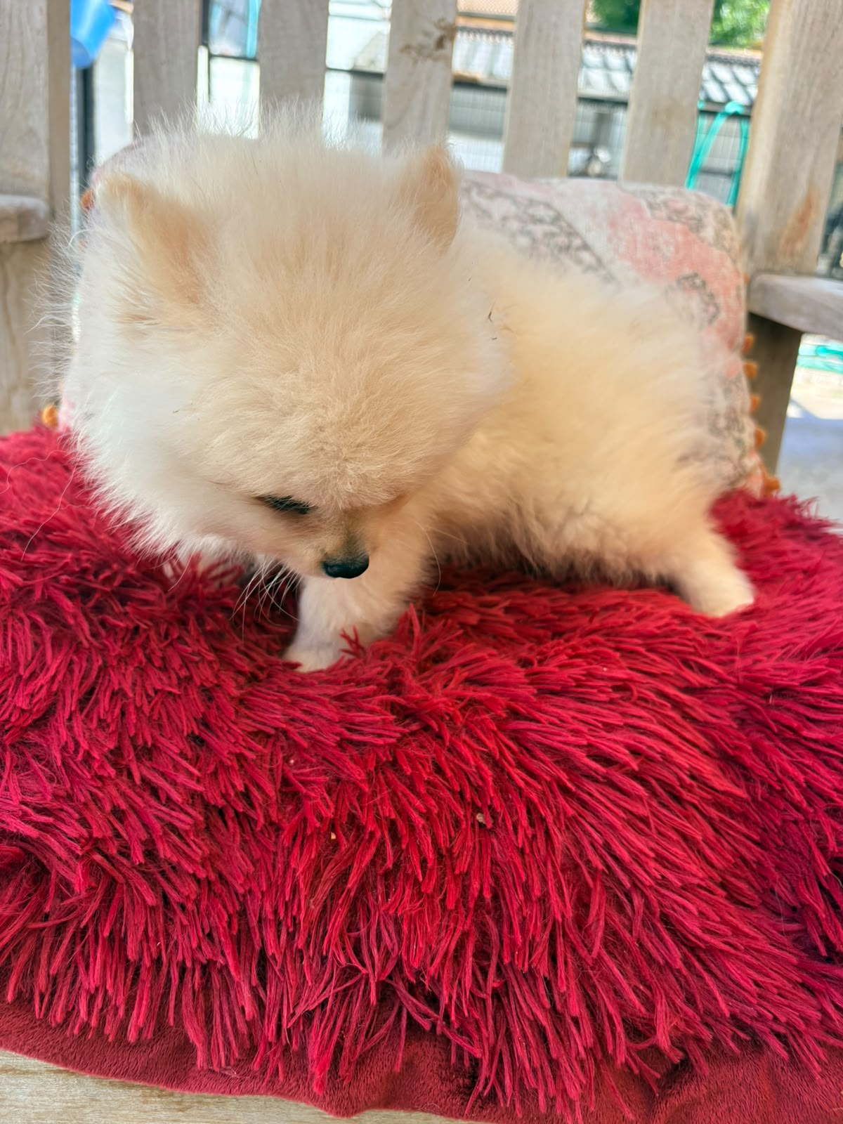 cachorro de Pomerania toy macho 5