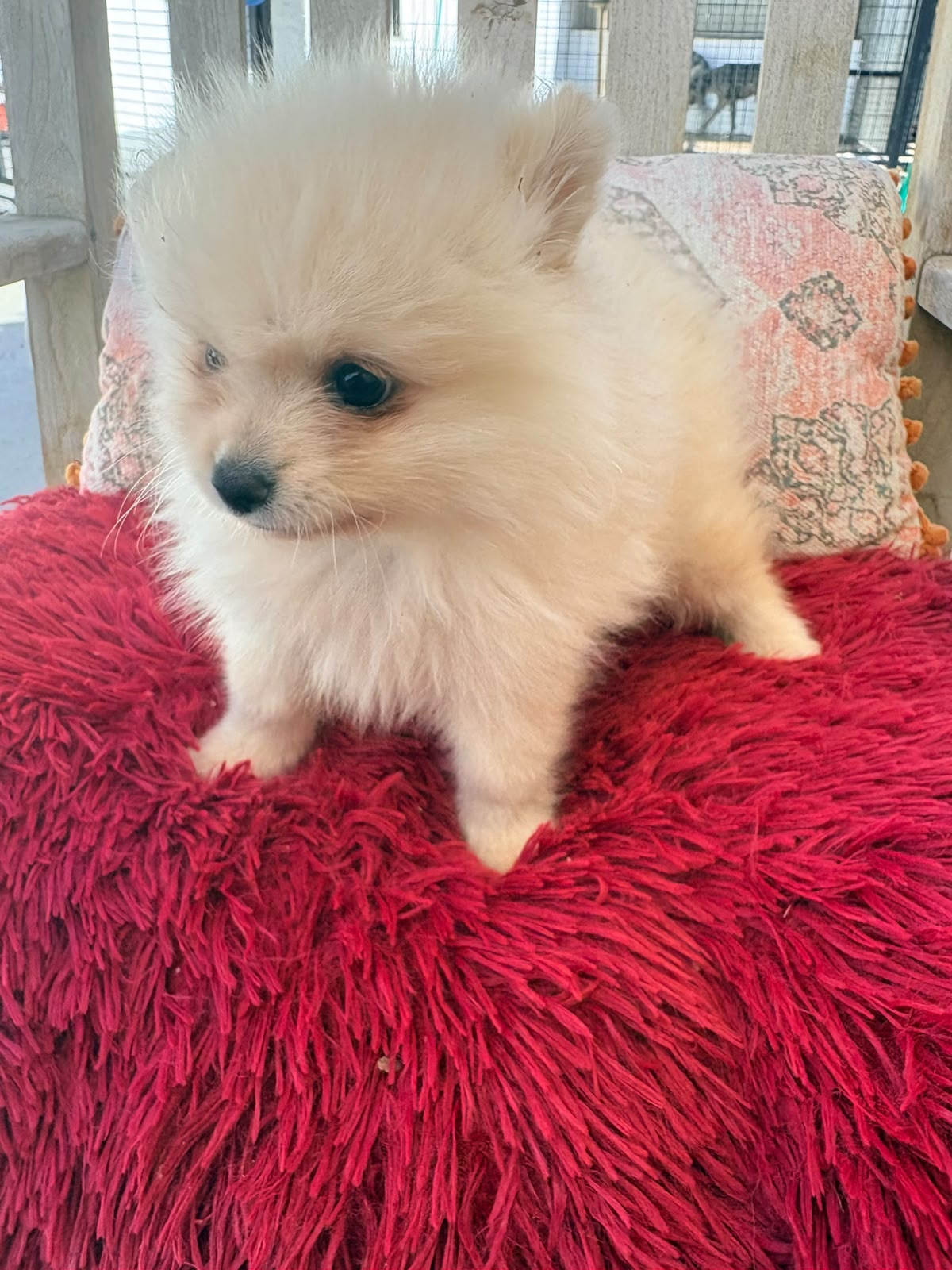 cachorro de Pomerania toy macho 6