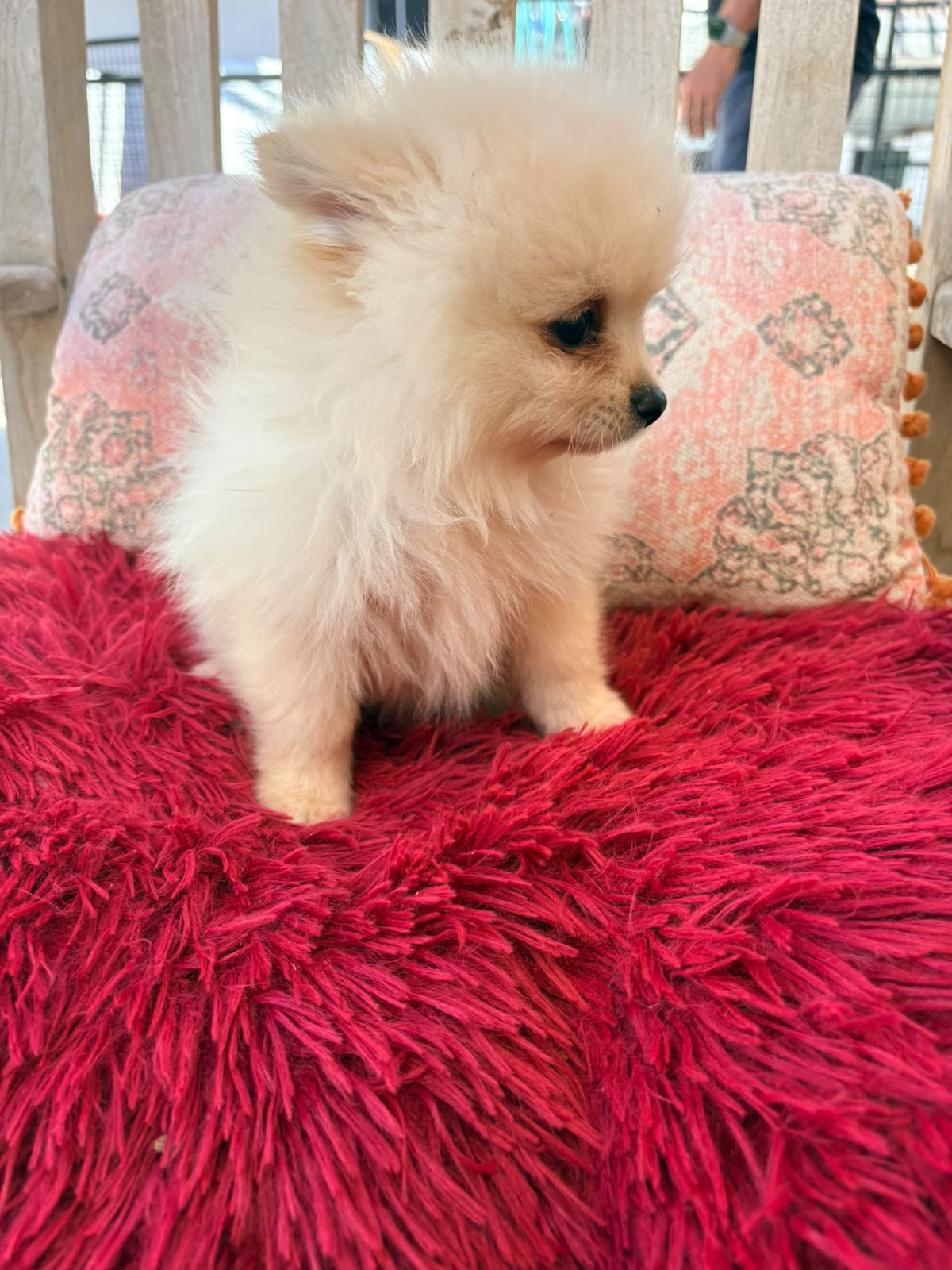 cachorro de Pomerania toy macho 7