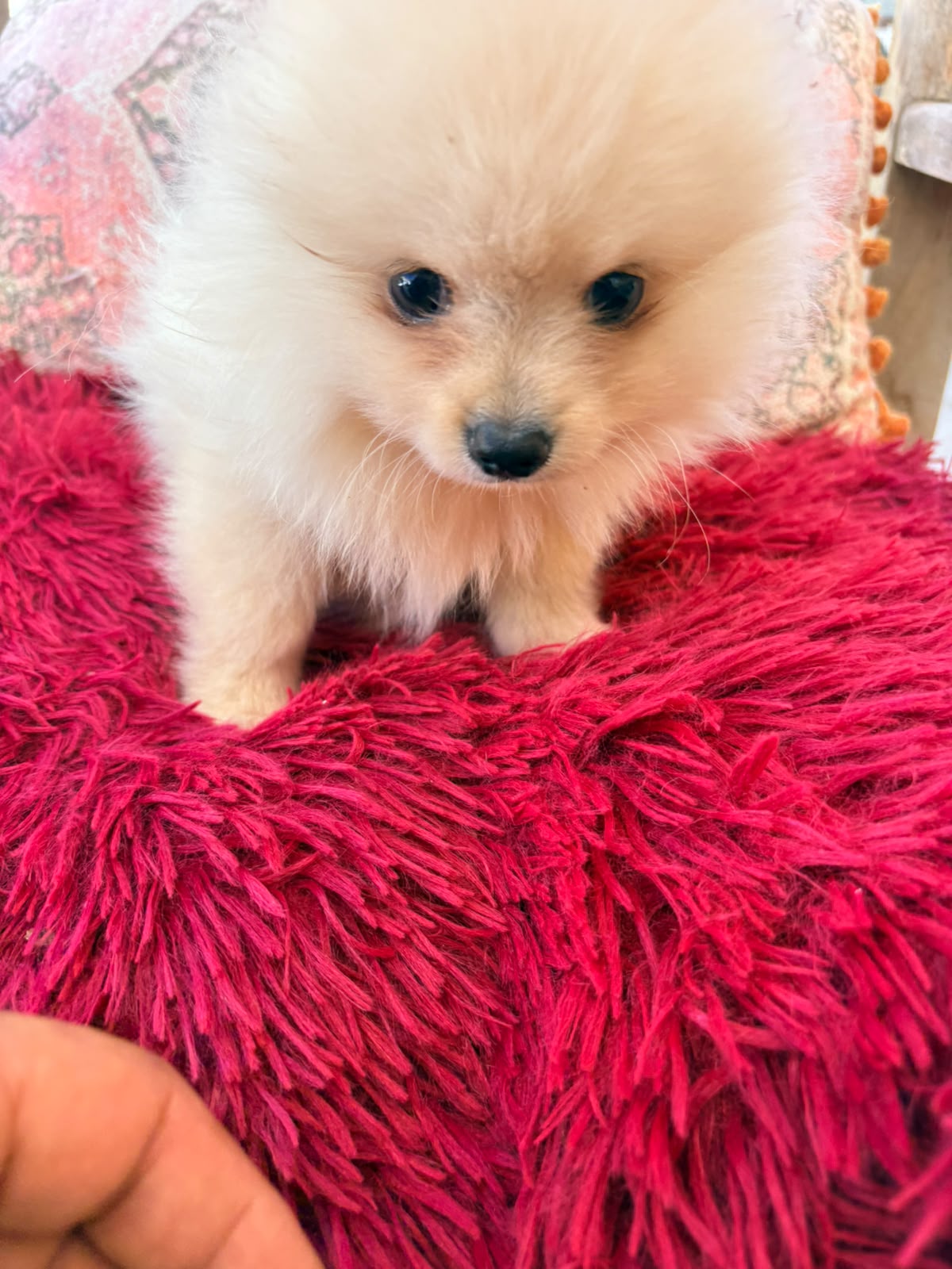 cachorro de Pomerania toy macho 8