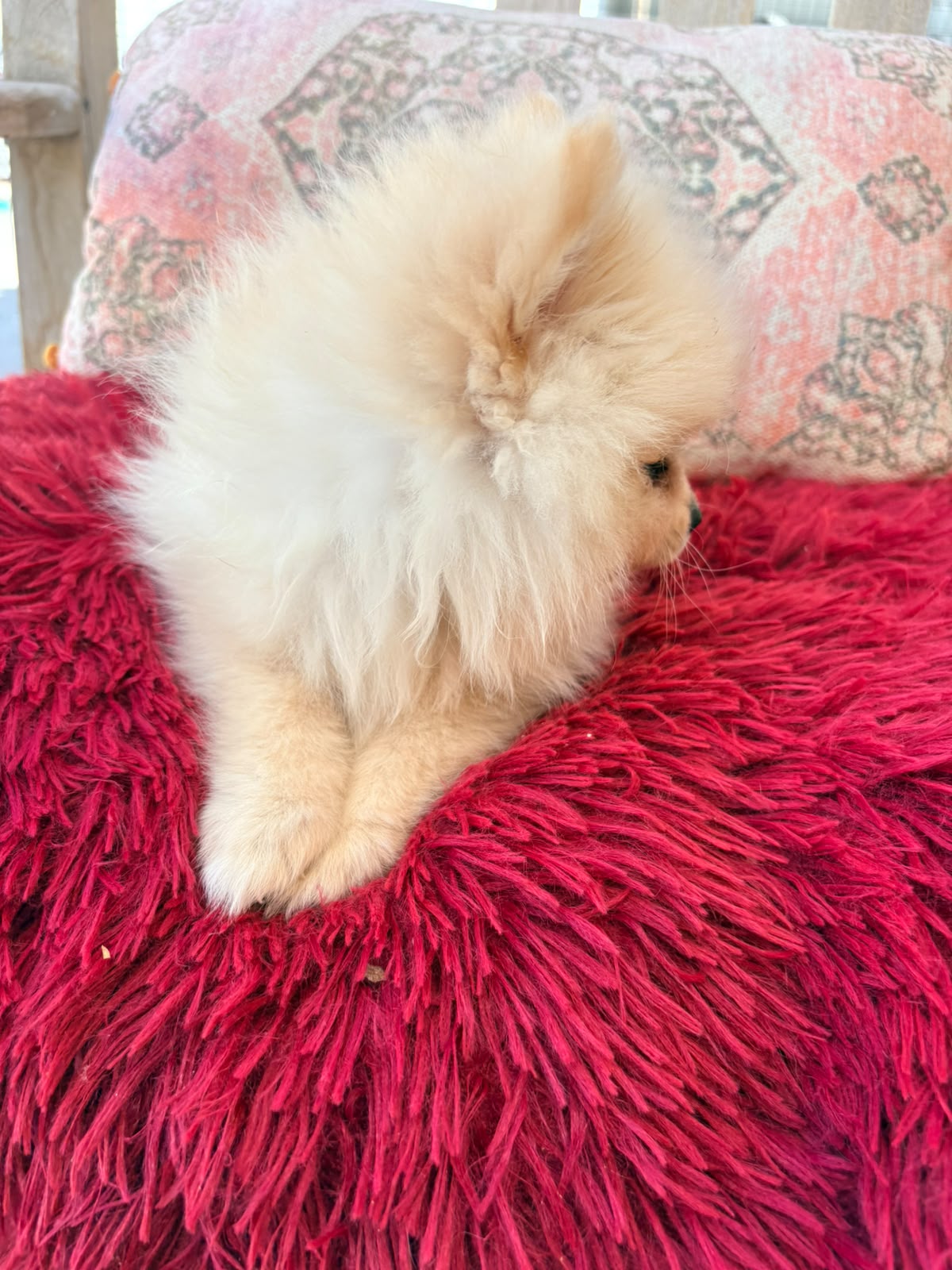 cachorro de Pomerania toy macho 9