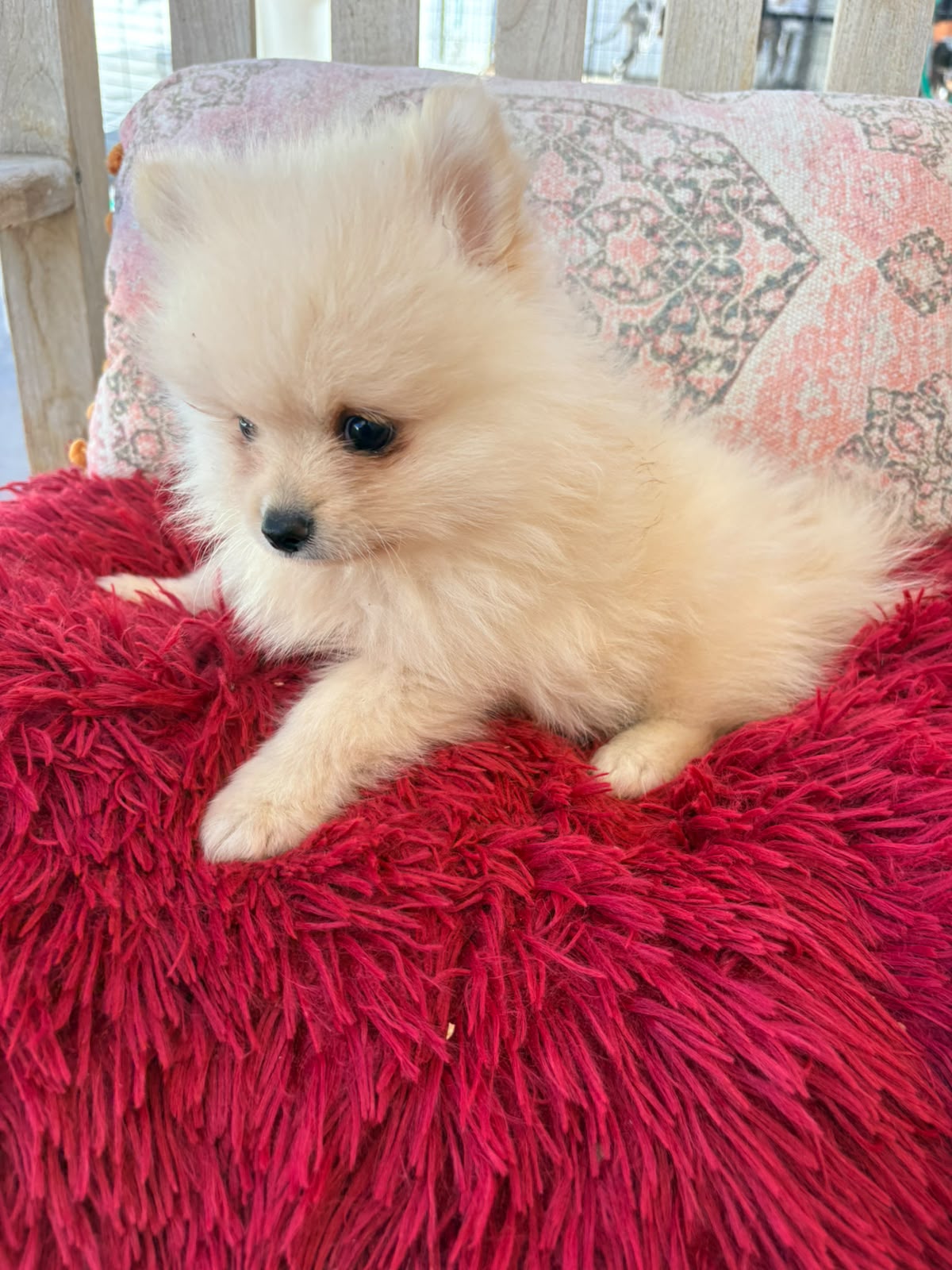 cachorro de Pomerania toy macho 10