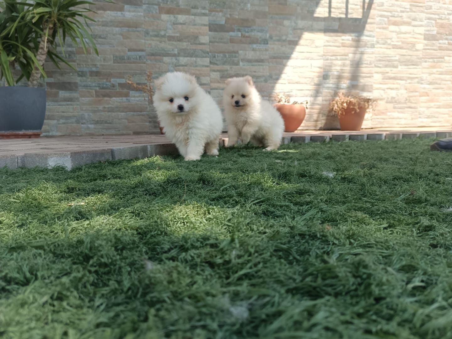 Cachorros de Pomerania Toy