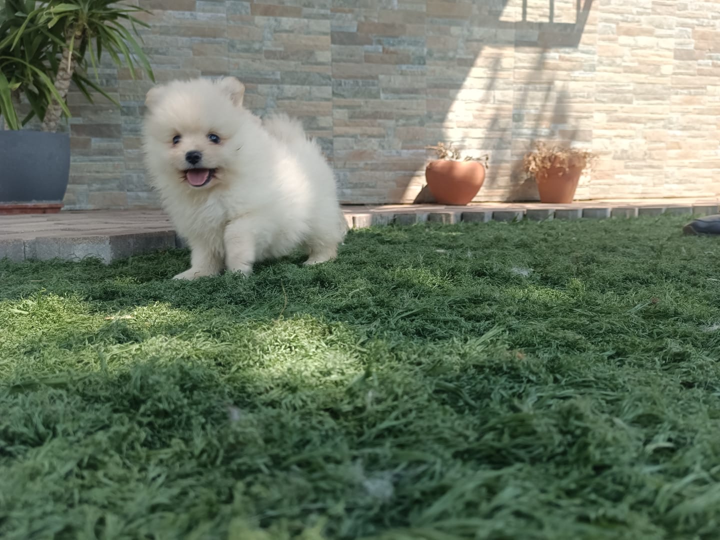 Cachorros de Pomerania Toy 2