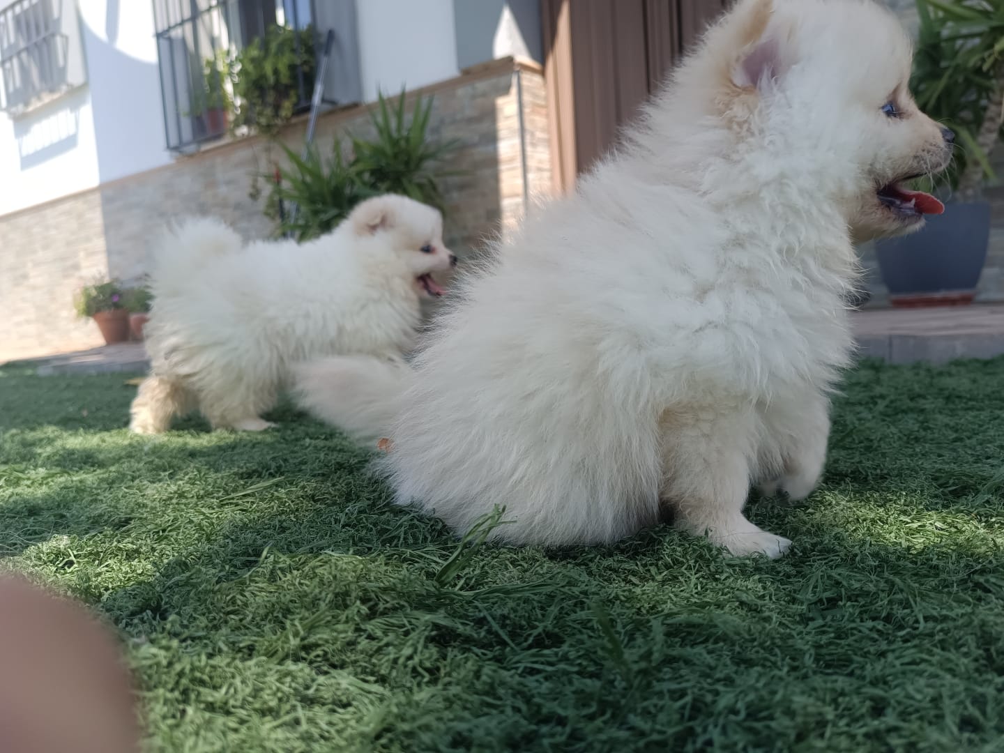 Cachorros de Pomerania Toy 4