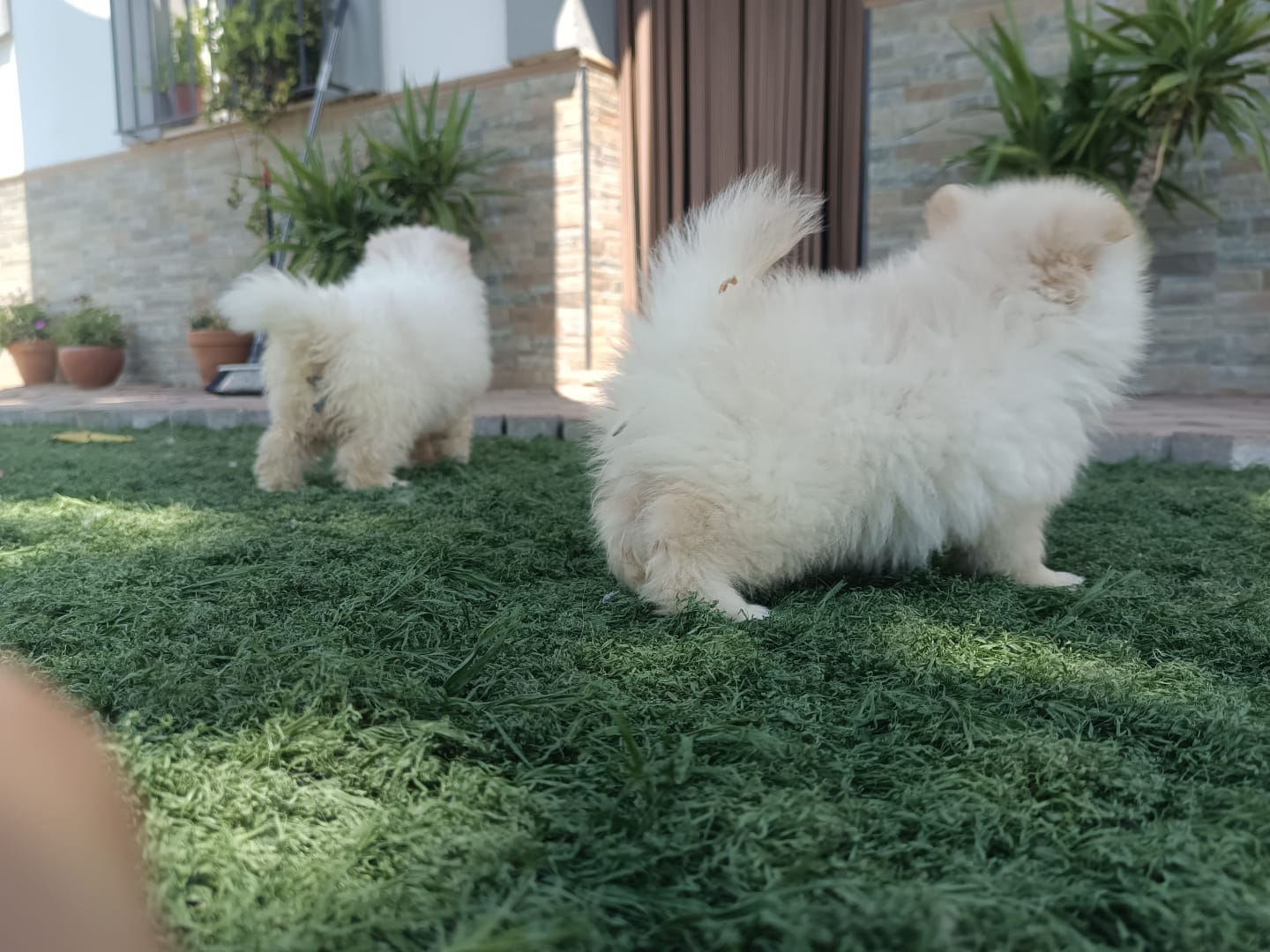 Cachorros de Pomerania Toy 5