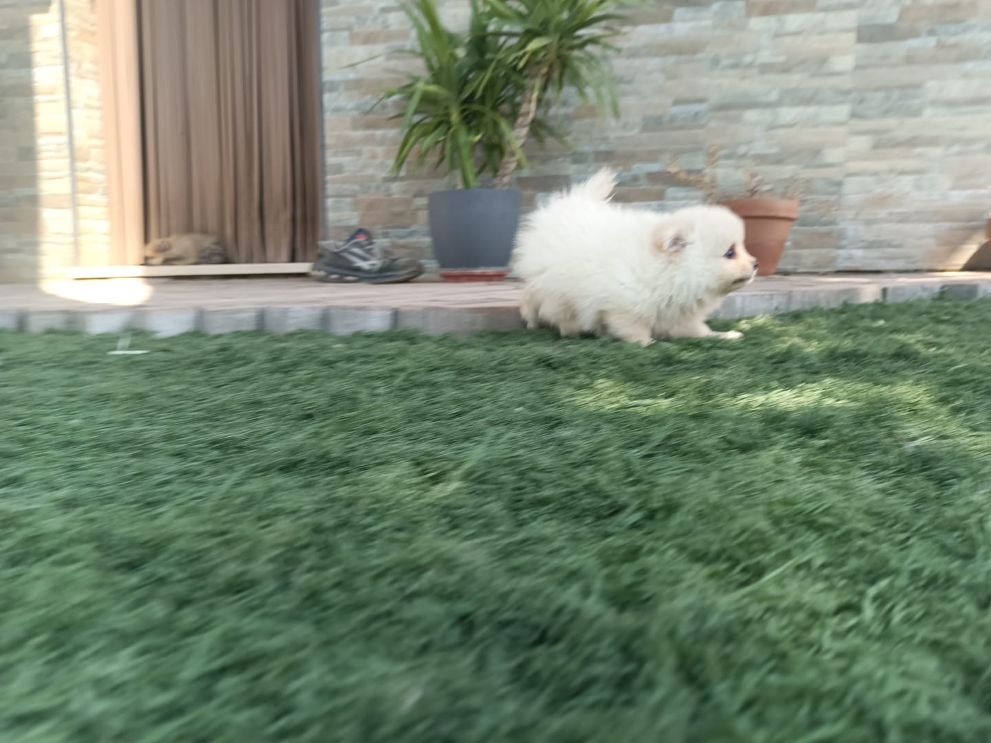 Cachorros de Pomerania Toy 6