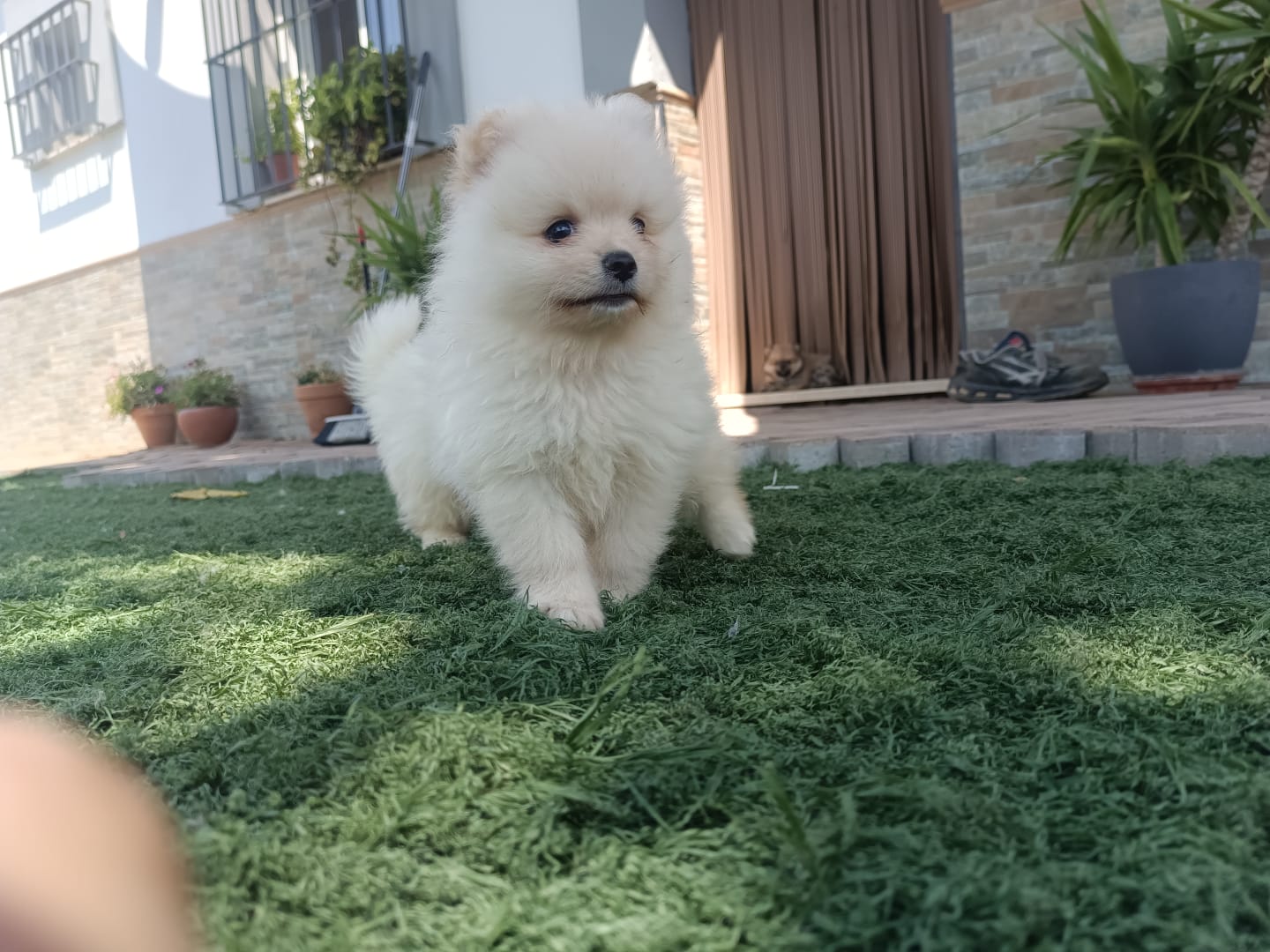 Cachorros de Pomerania Toy 7