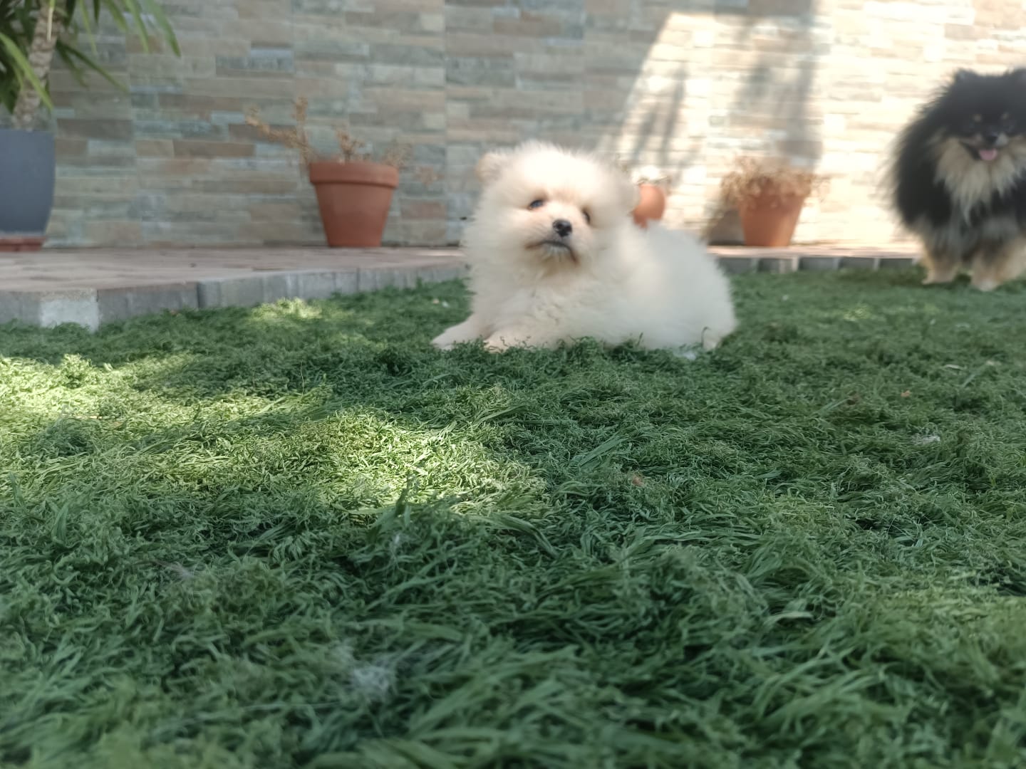 Cachorros de Pomerania Toy 8