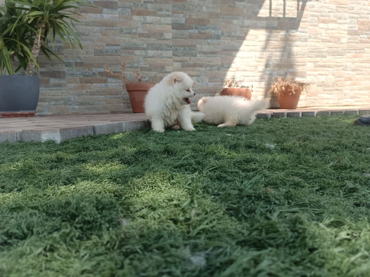 Cachorros de Pomerania Toy 9