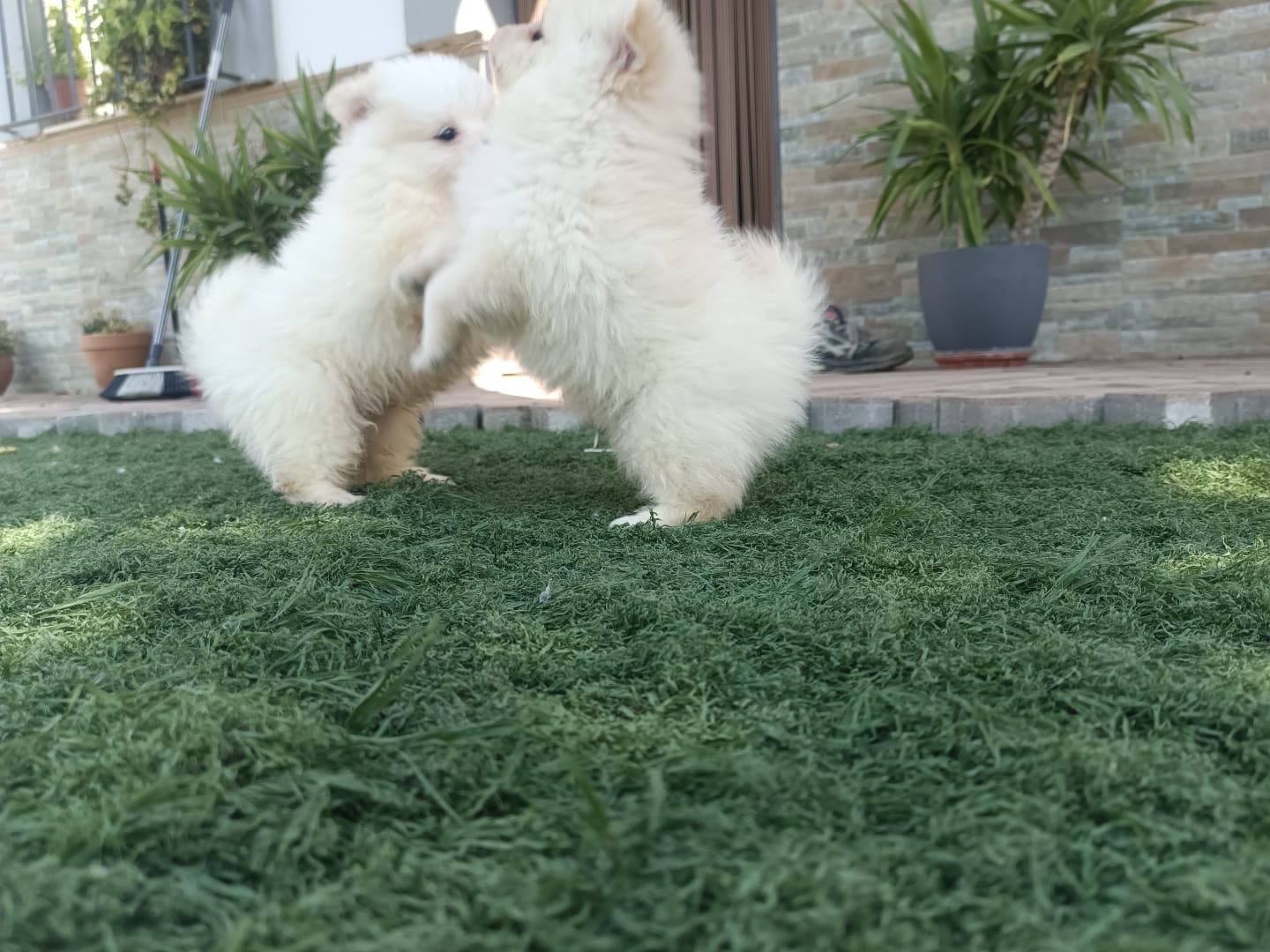 Cachorros de Pomerania Toy 10