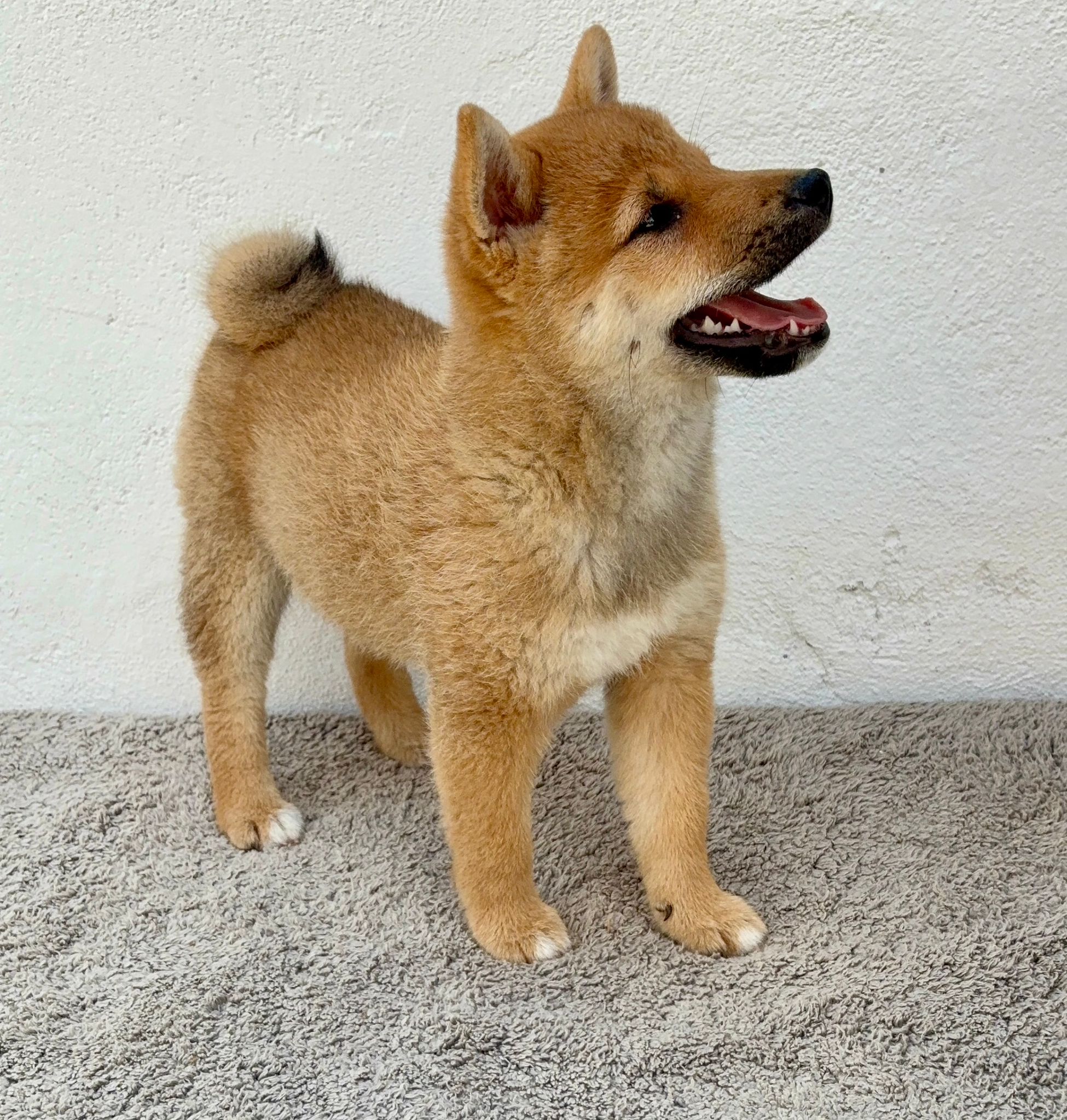 Cachorro de Shiba Inu hembra 2