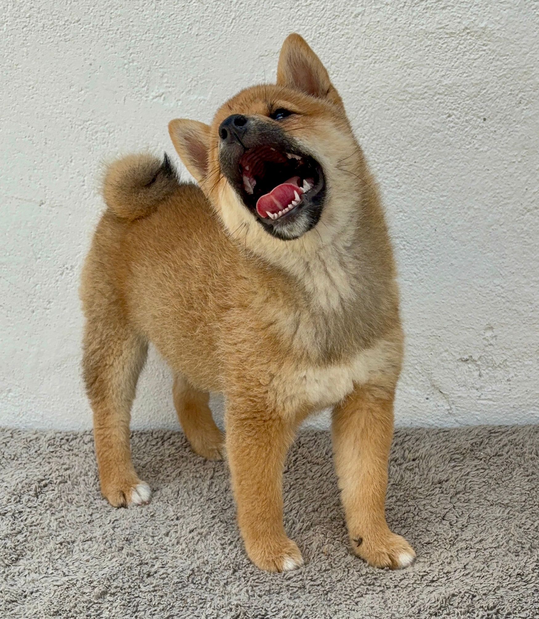 Cachorro de Shiba Inu hembra 3