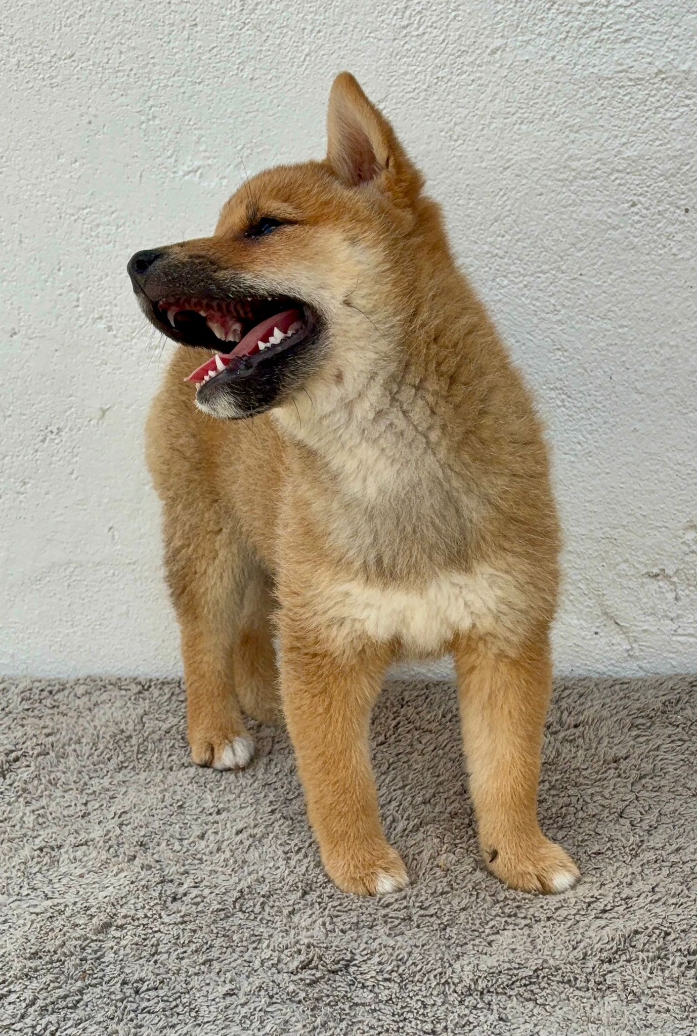 Cachorro de Shiba Inu hembra 4