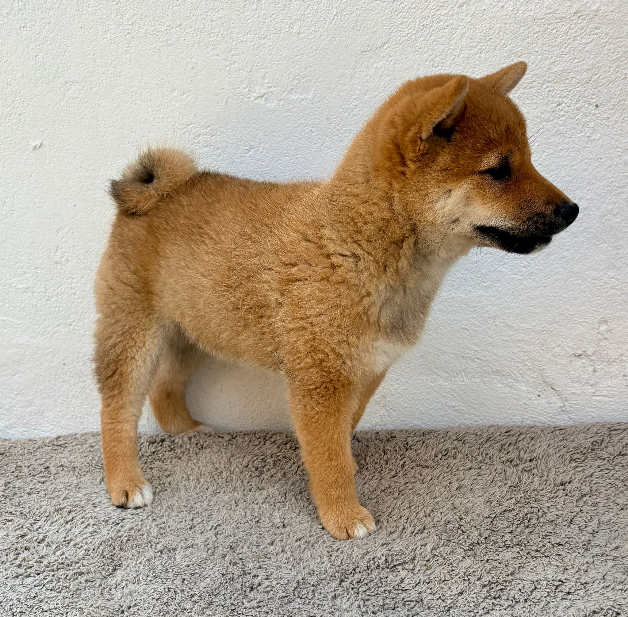 Cachorro de Shiba Inu hembra 5