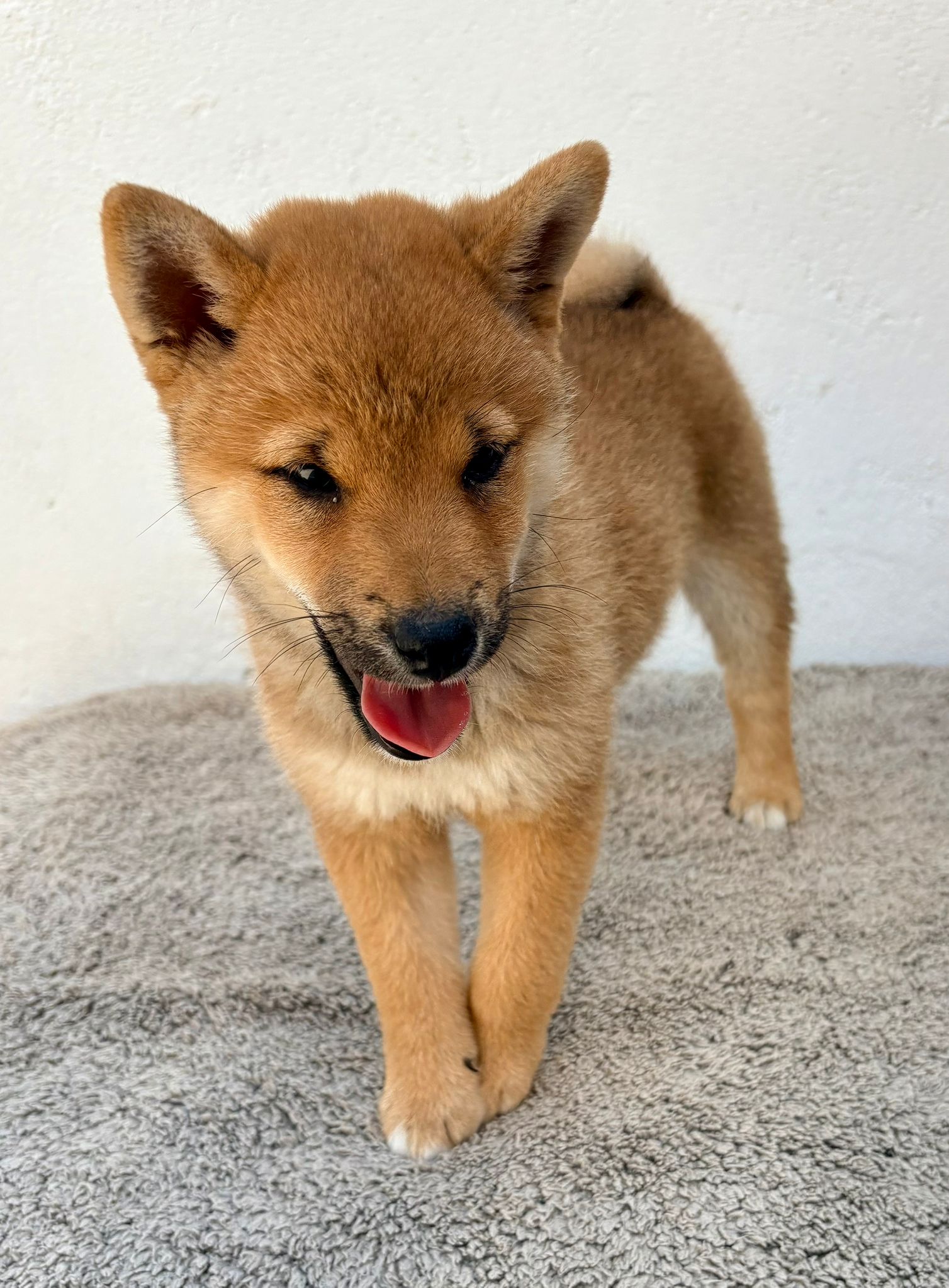 Cachorro de Shiba Inu hembra 6