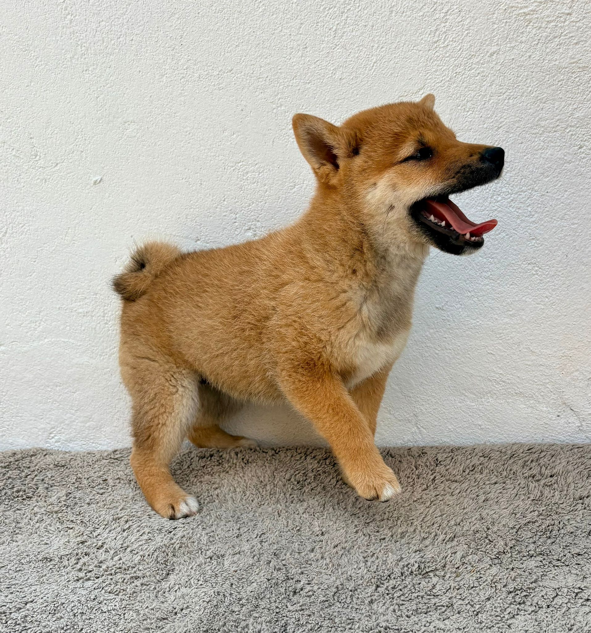 Cachorro de Shiba Inu hembra 7