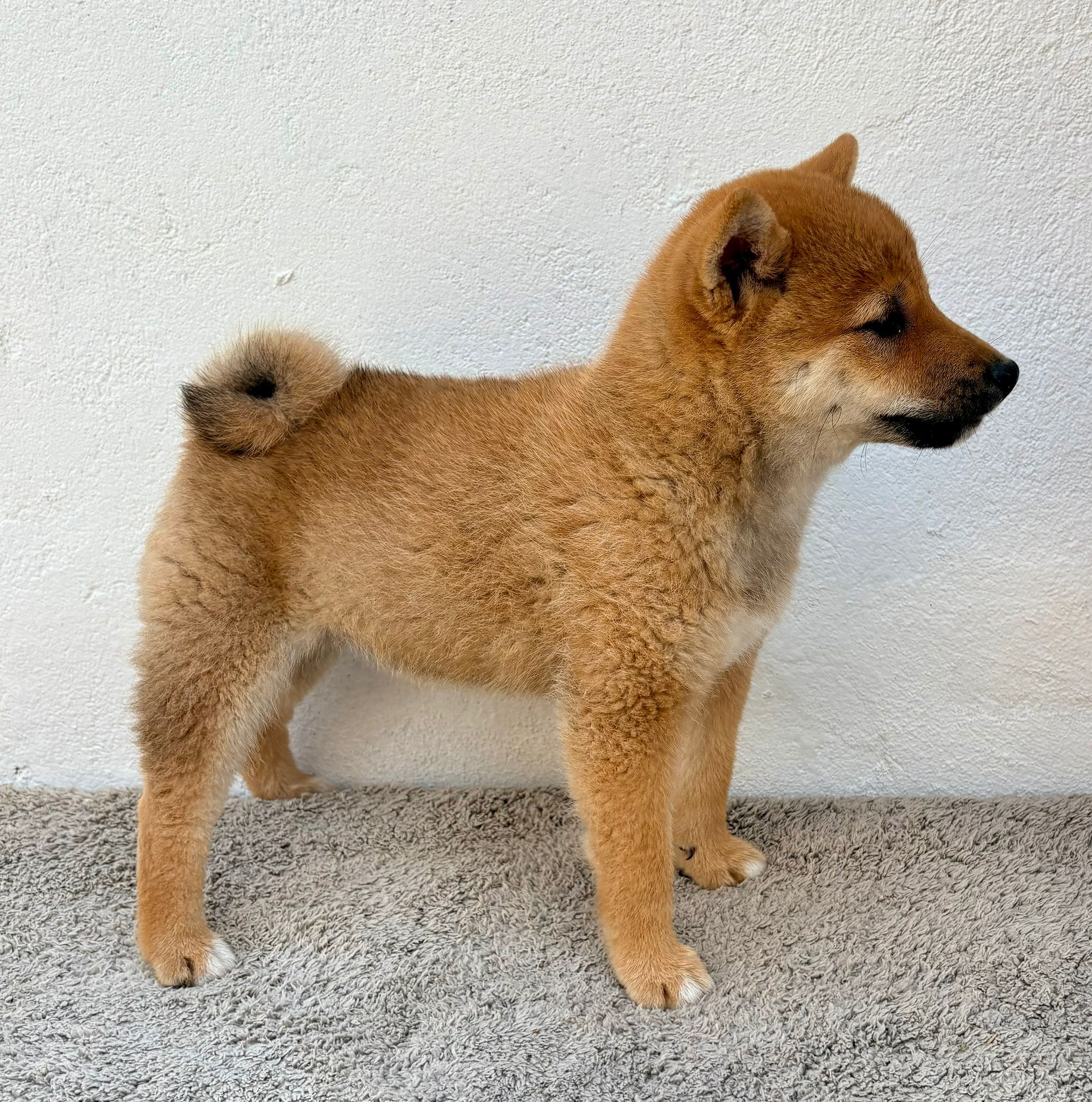 Cachorro de Shiba Inu hembra 8
