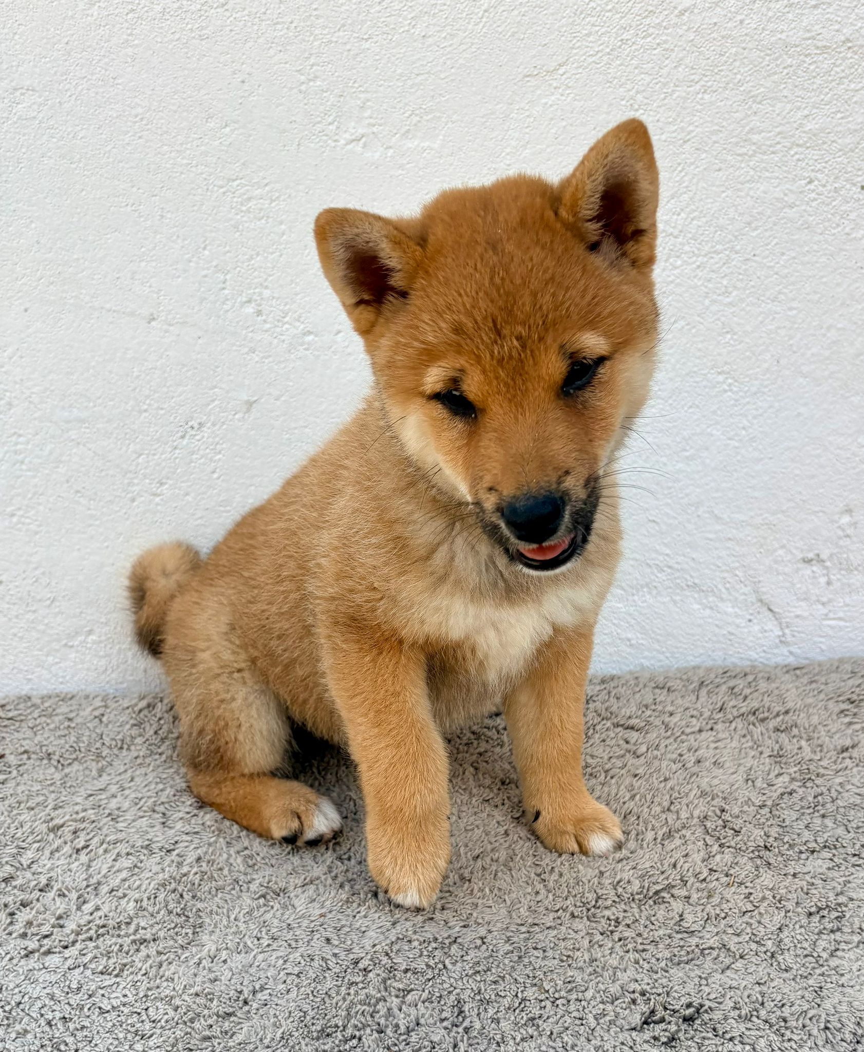 Cachorro de Shiba Inu hembra 9
