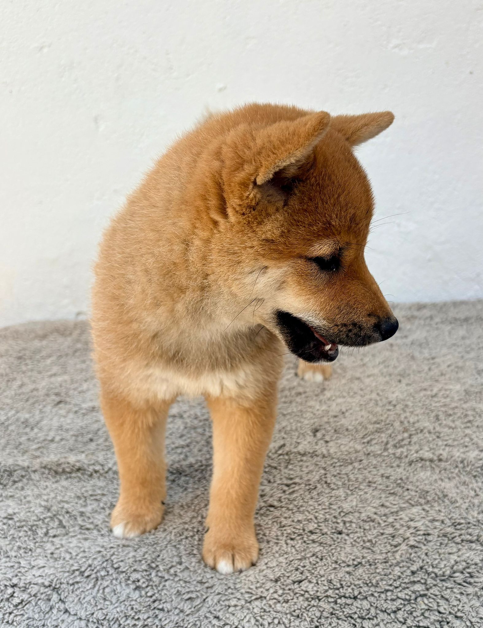 Cachorro de Shiba Inu hembra 10