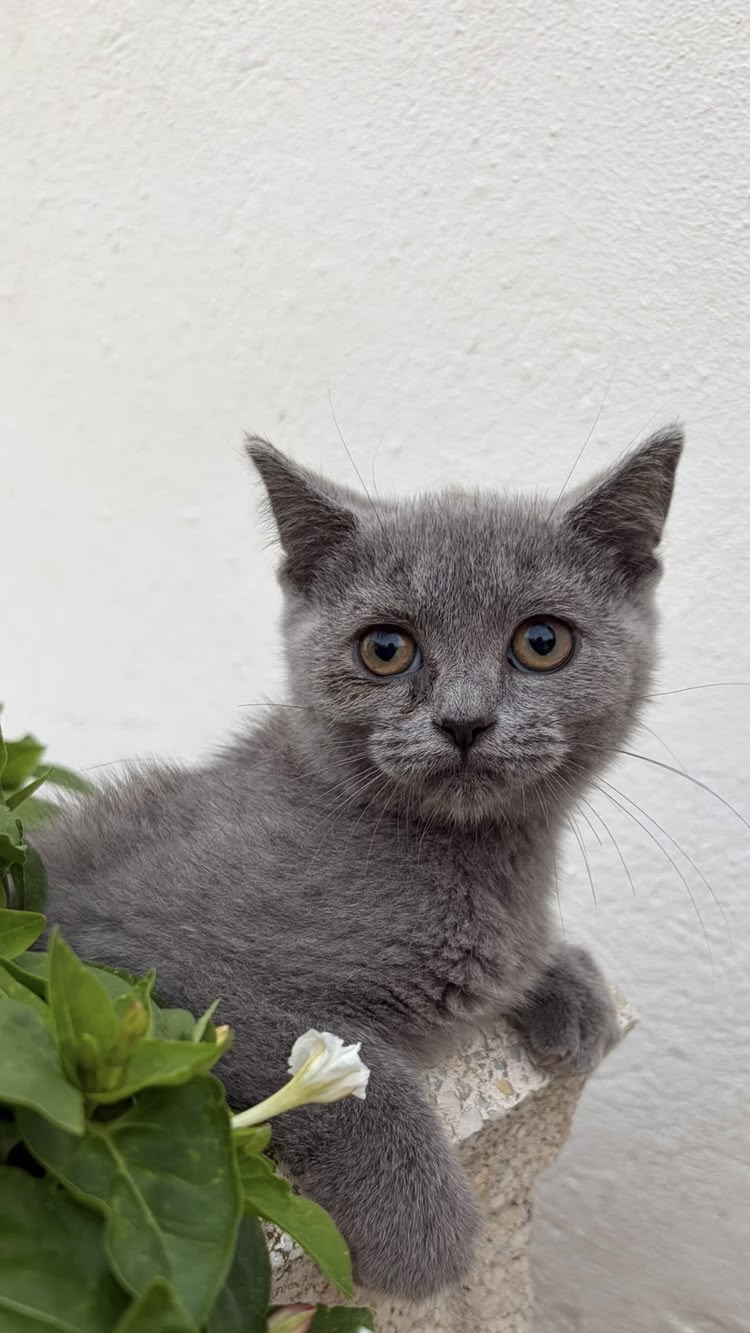Camada British Shorthair  3