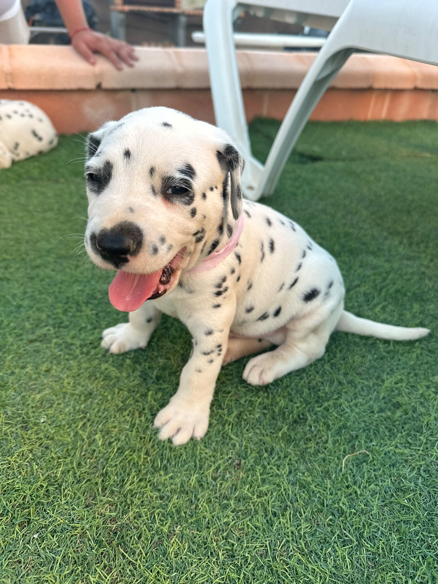 Preciosos Cachorros Dálmata Super Amorosos y Juguetones