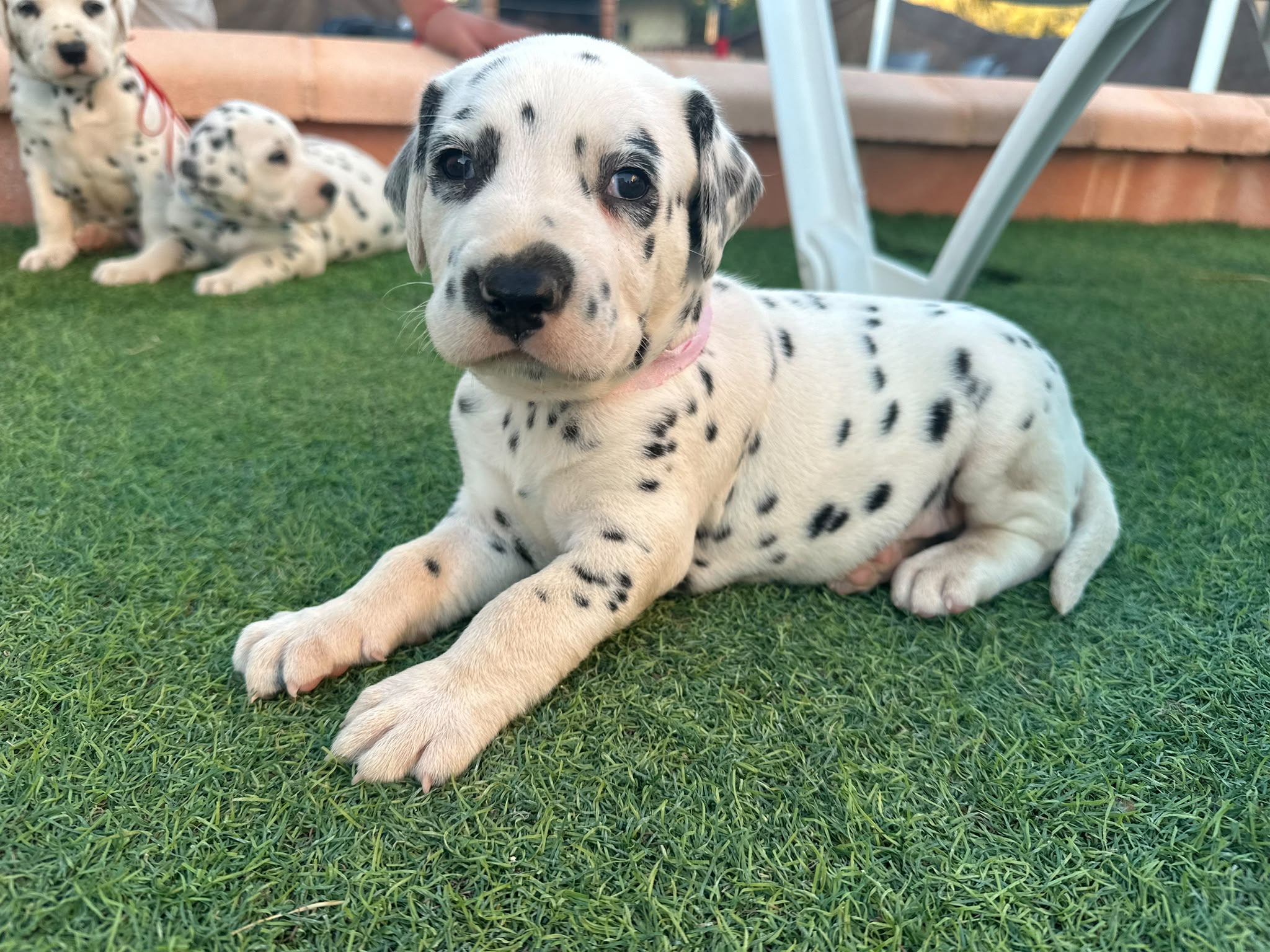 Preciosos Cachorros Dálmata Super Amorosos y Juguetones 2