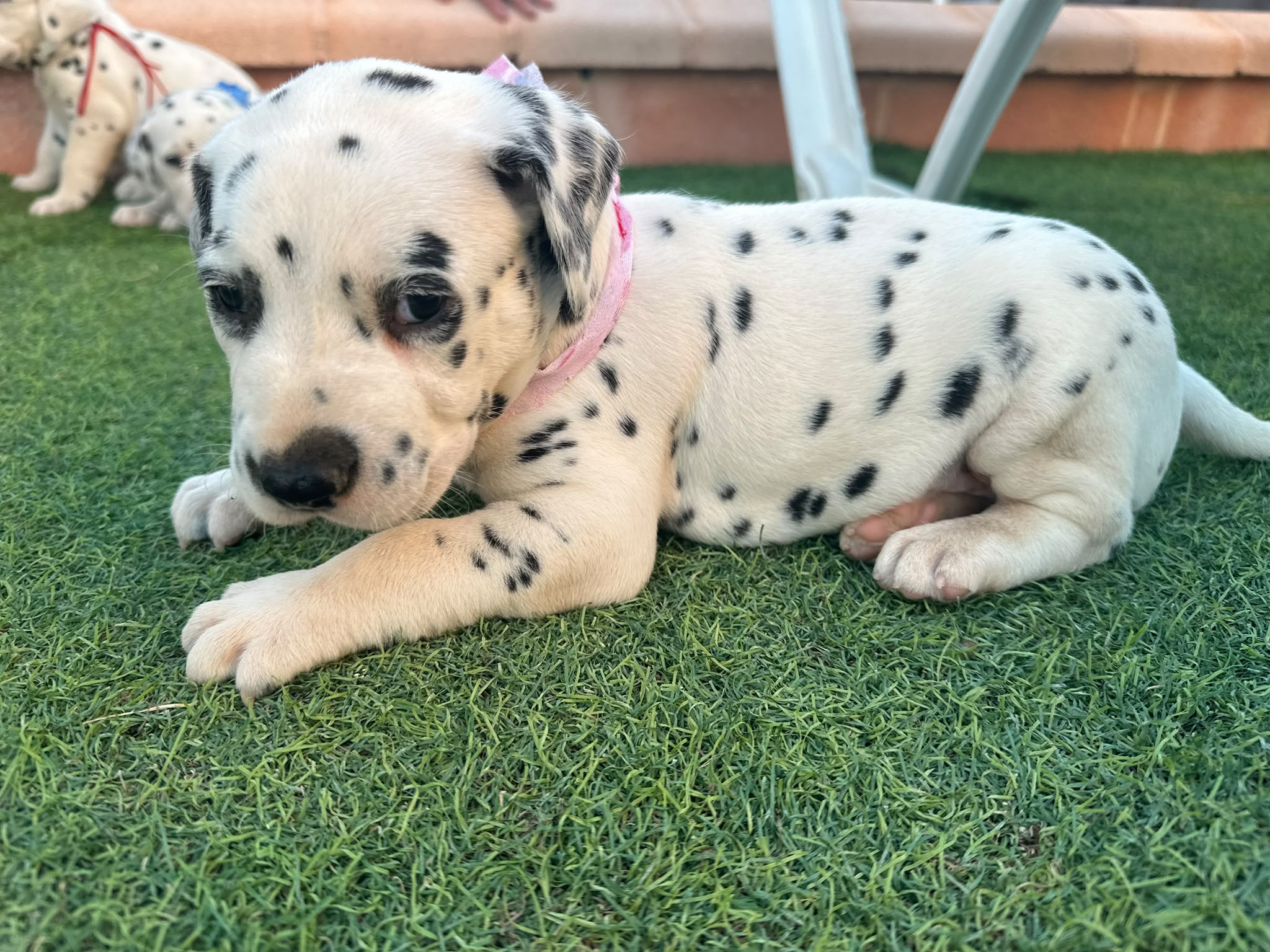 Preciosos Cachorros Dálmata Super Amorosos y Juguetones 3
