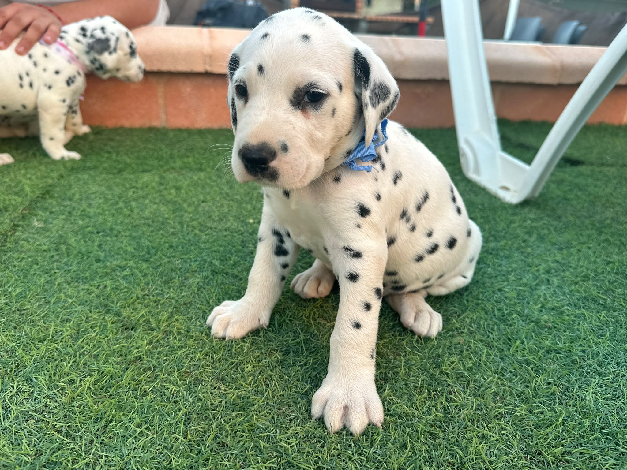 Preciosos Cachorros Dálmata Super Amorosos y Juguetones 4