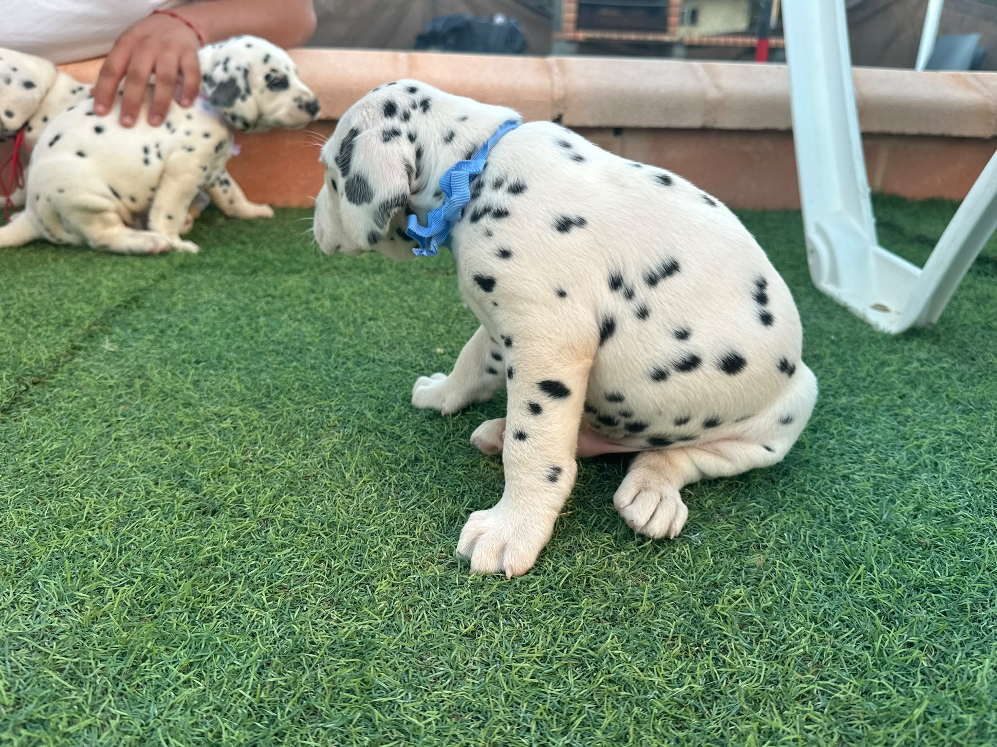 Preciosos Cachorros Dálmata Super Amorosos y Juguetones 5