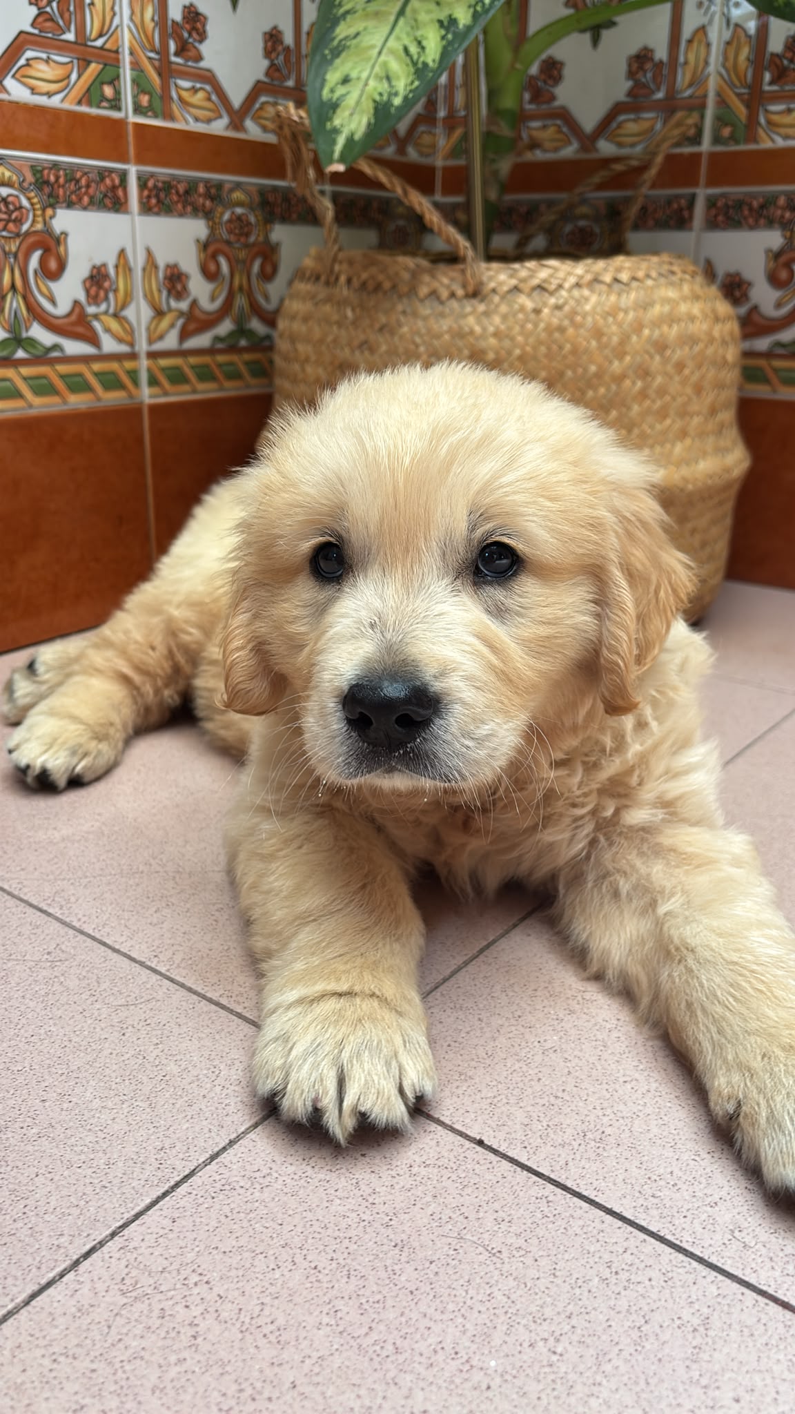 Preciosos Cachorros Golden Retriever Super Amorosos y Juguetones